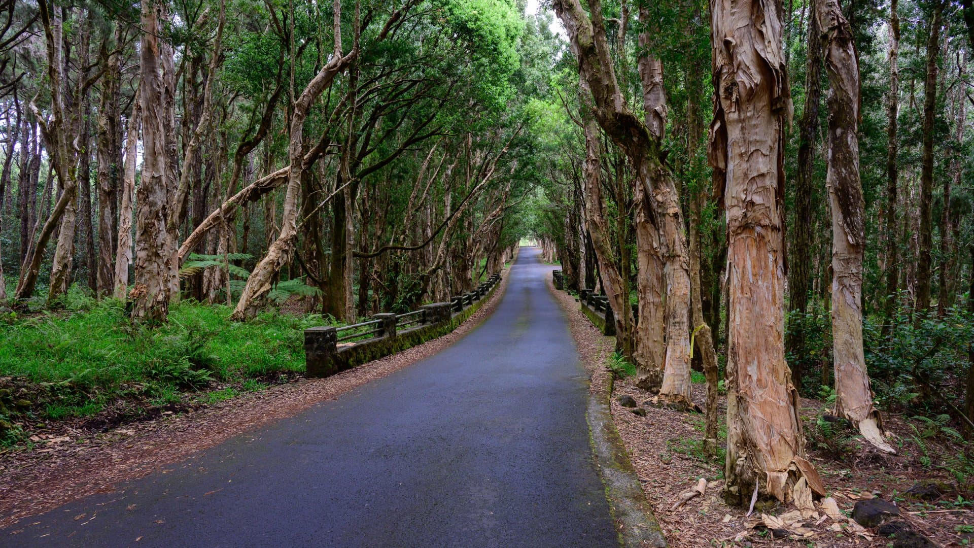 Bridge at Alexandra Falls in the Black River Gorges National Park in Mauritius