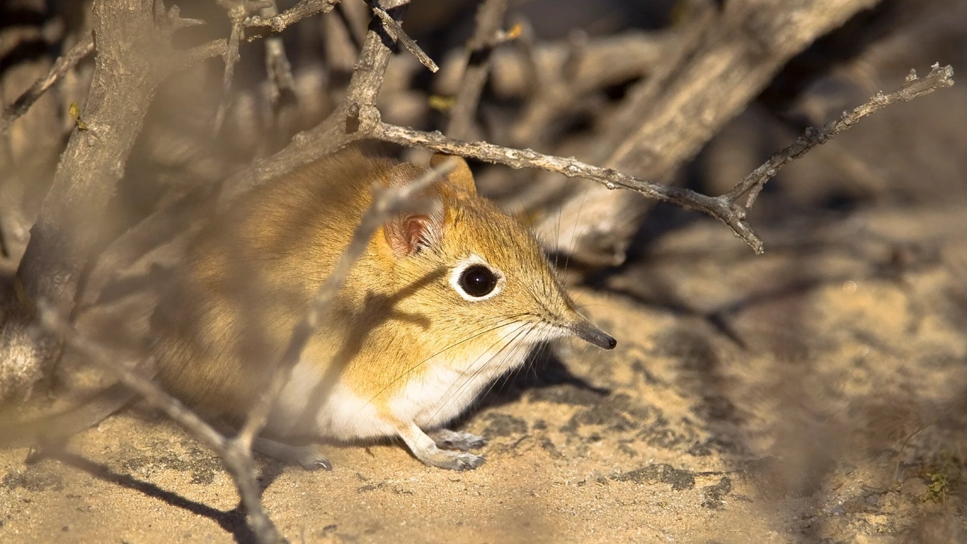 Bushveld Elephant Shrew or Bushveld Sengi (Elephantulus intufi) amongst desert vegetation, 