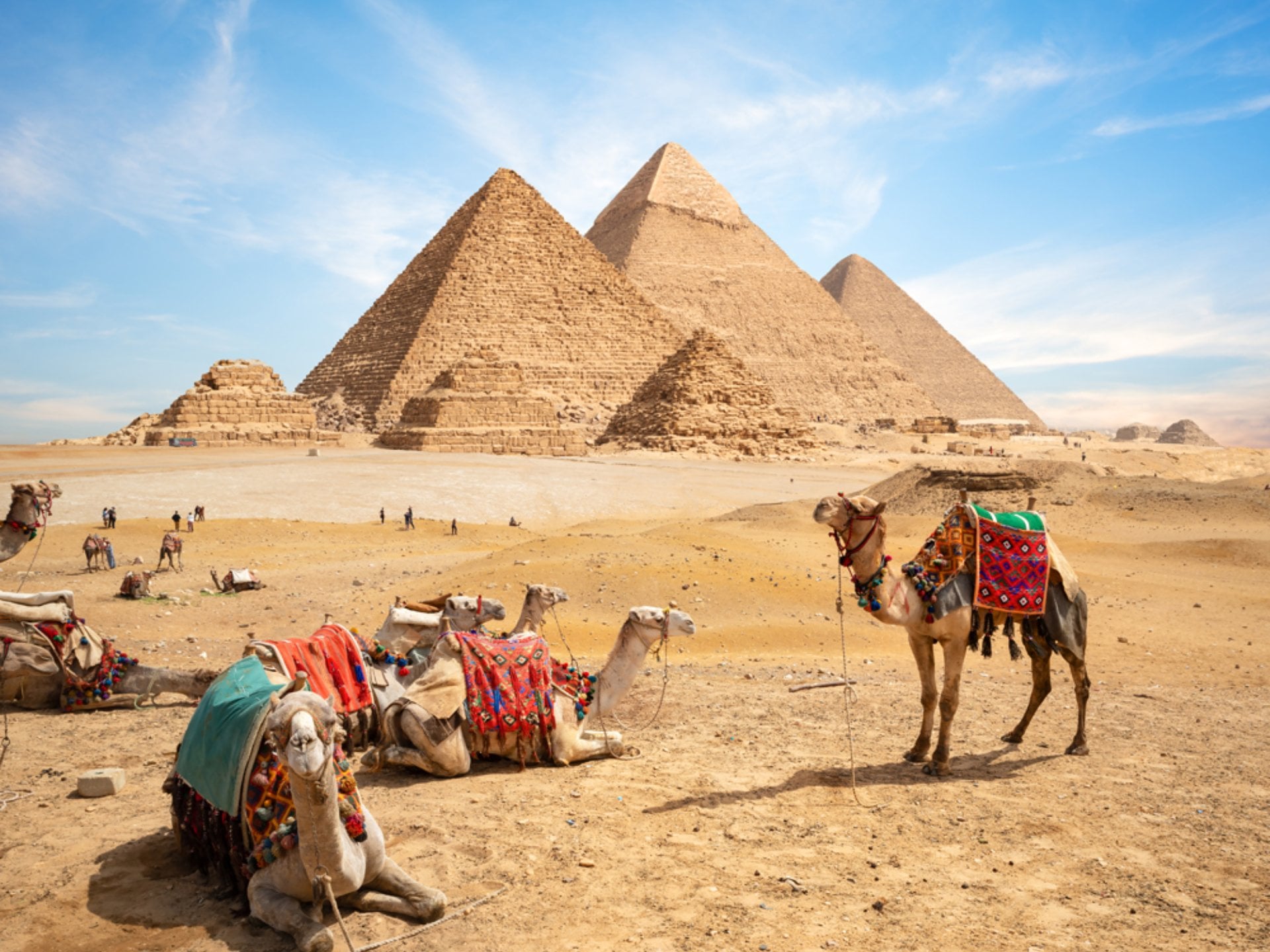Camels at Pyramids of Giza, Cairo, Egypt