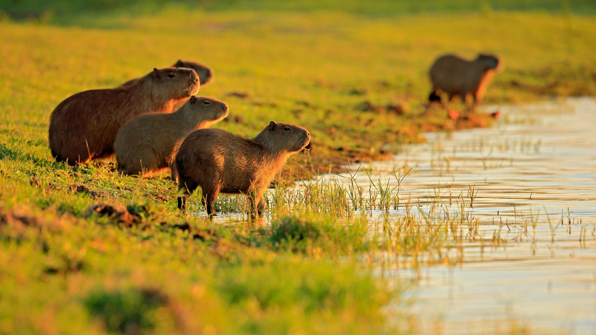 Capybara family during sunset, Pantanal, Brazil.