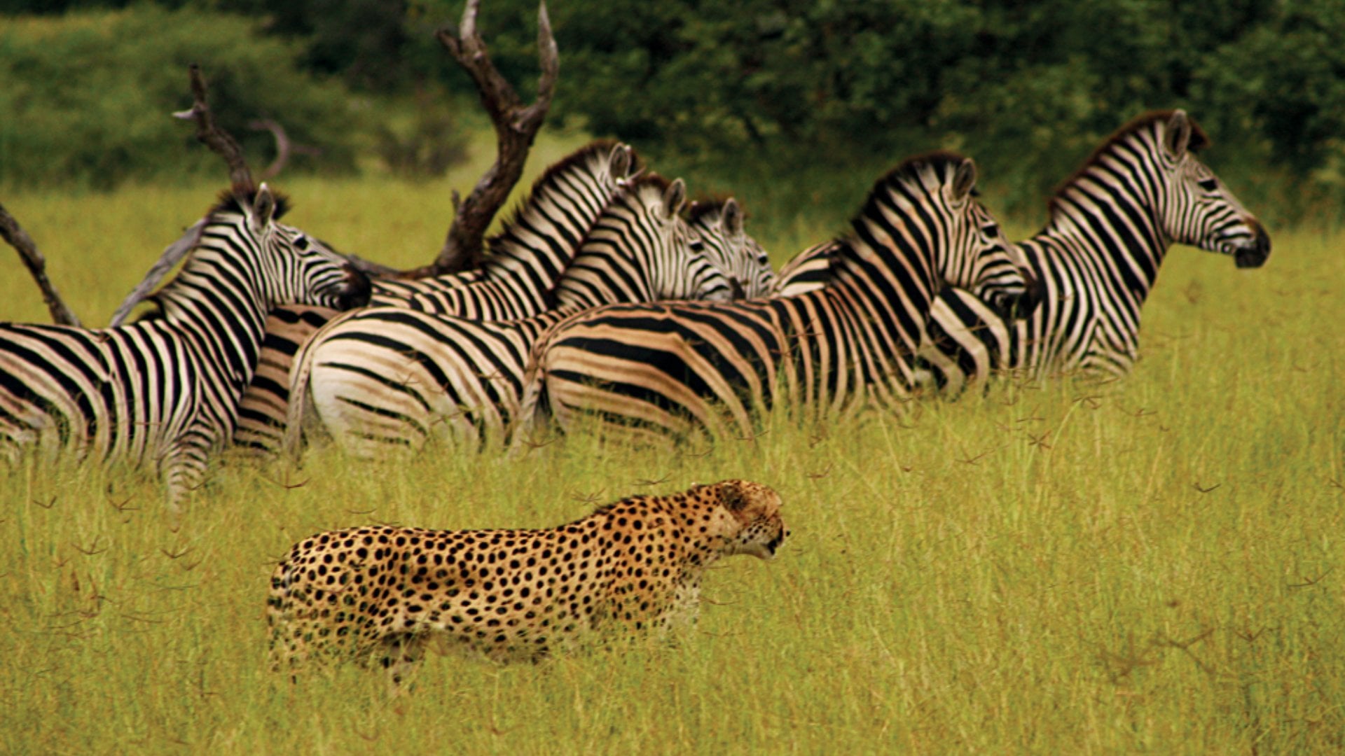 Cheetah Searching out Zebra for Prey, Masai Mara, Kenya