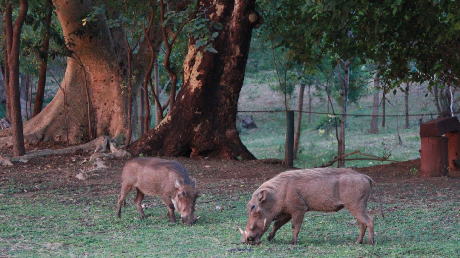 Christian Baines - Africa’s natural groundskeepers hard at work, Tsavo, Kenya 383