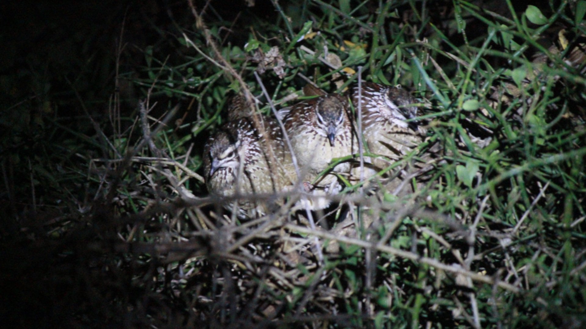 Christian Baines - Sharp eyes and a powerful torch are essential for a night safari, Tsavo, Kenya 386