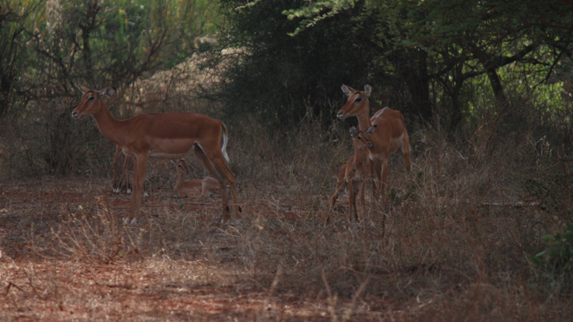 Christian Baines - Up close with the family on a walking safari, Tsavo, Kenya 316