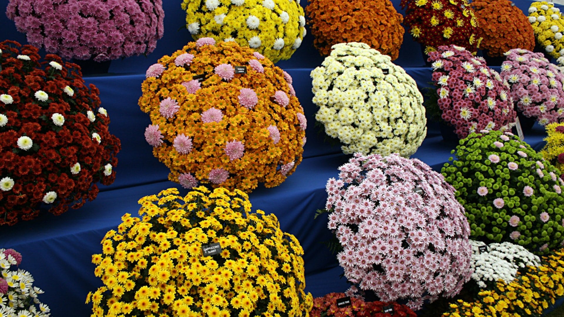 Chrysanthemums at Chelsea Flower Show, London, England, UK (United Kingdom)