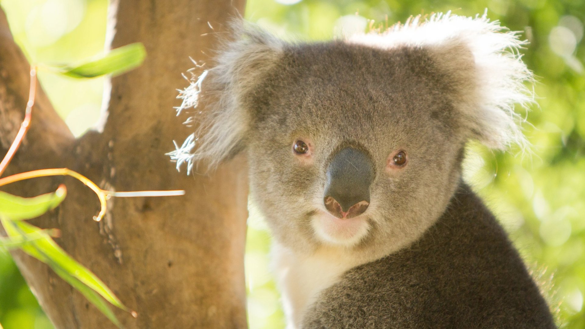 Close up of a koala