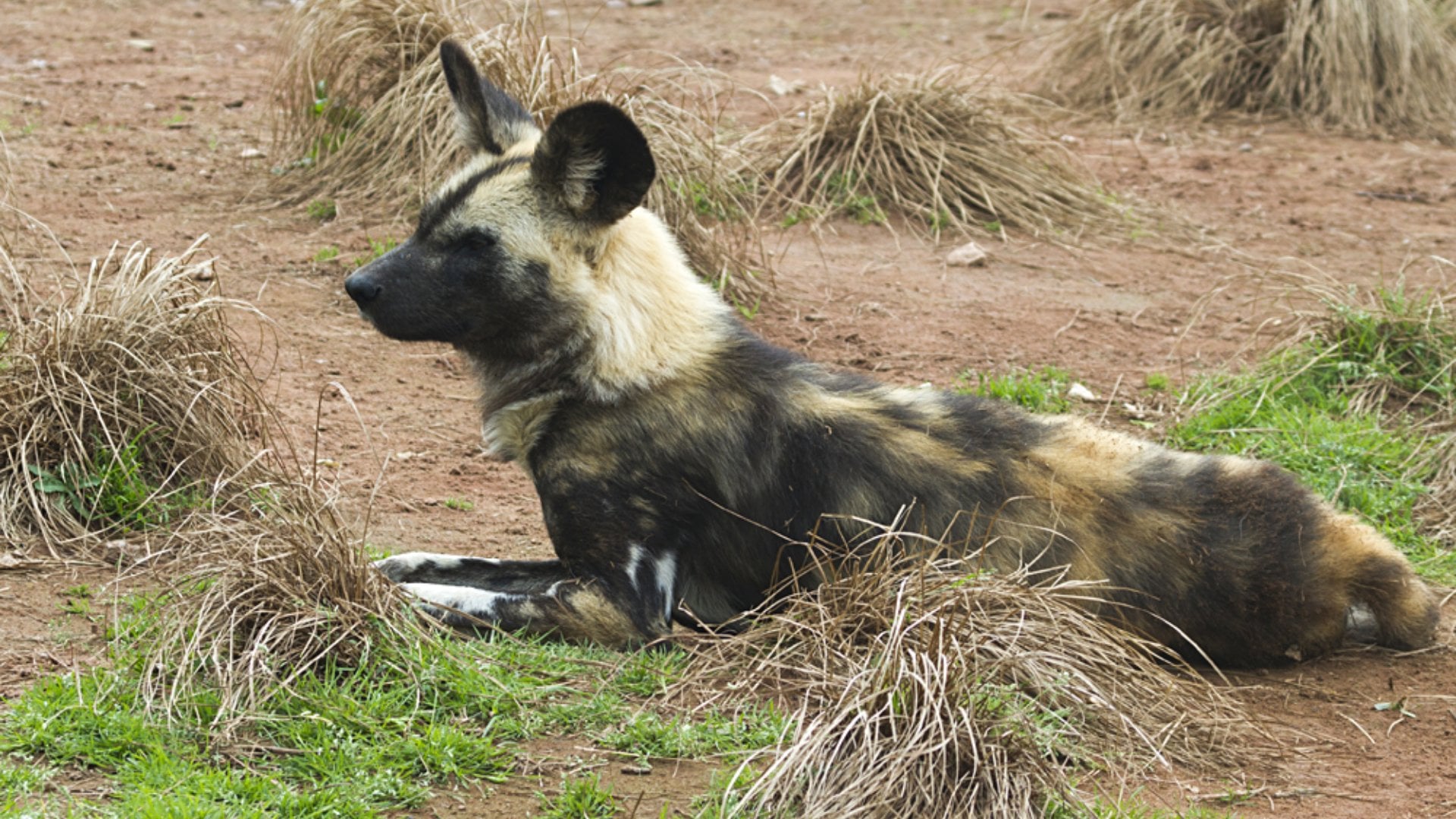 Close Up of Africa Painted Wild Dog, Madikwe Gamer Reserve, South Africa