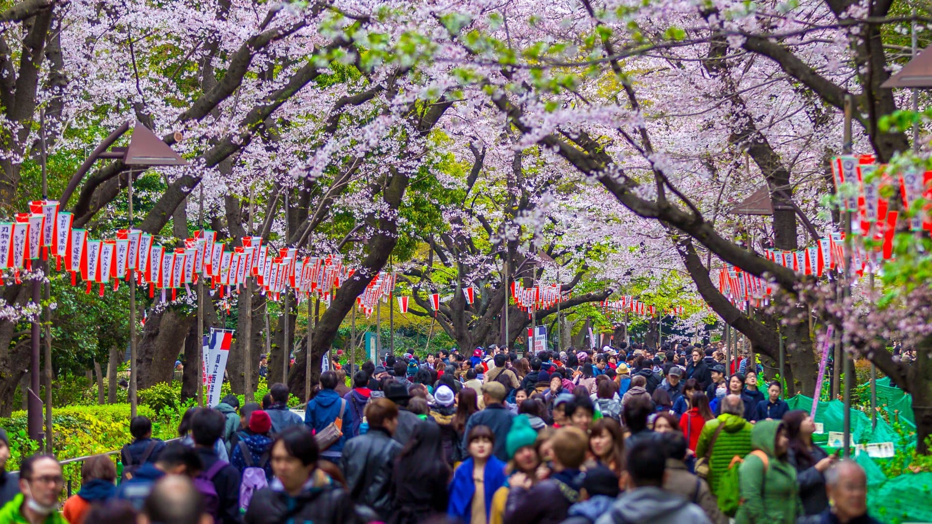 Crowded under Sakura Tree or Cherry Trees in Tokyo, Japan