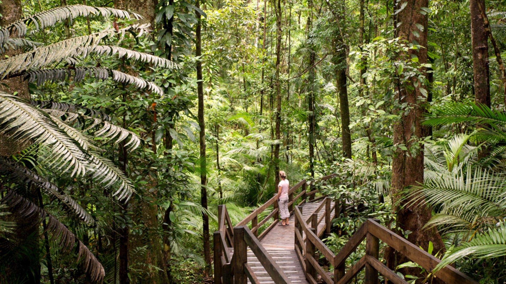 Daintree National Park scenery, Queensland, Australia