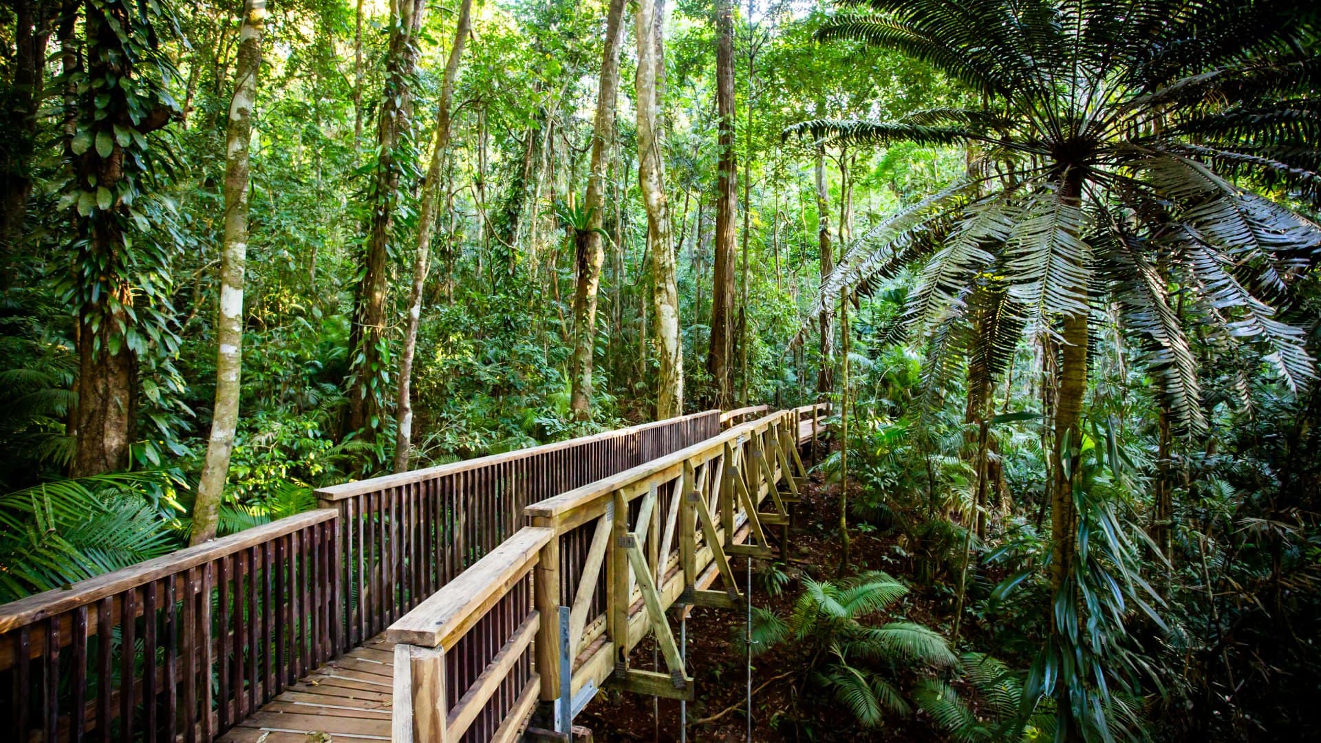 Daintree region of Queensland, Australia