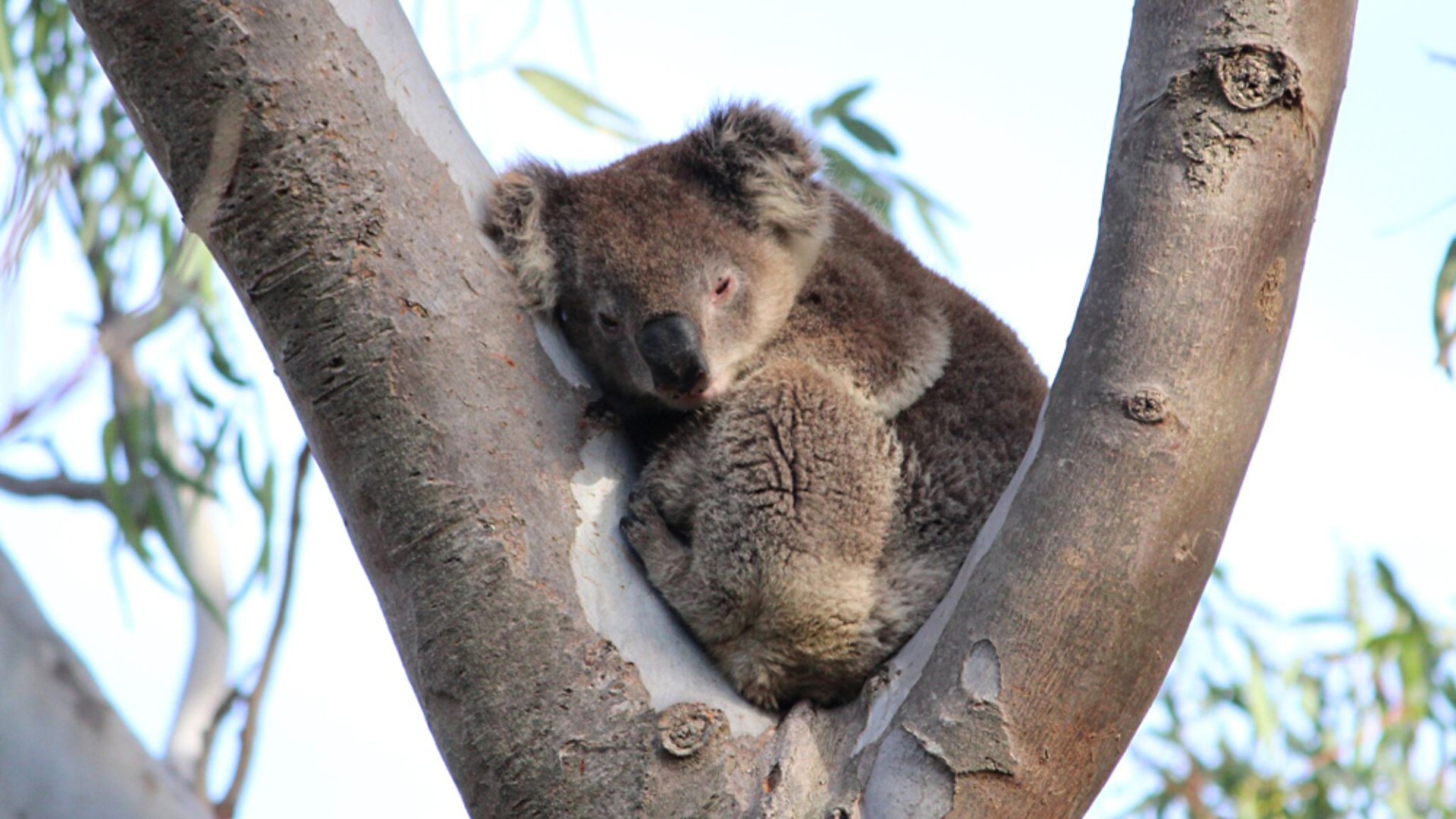 Echidna Walkabout Tours - Koala Clancy Resting, Australia