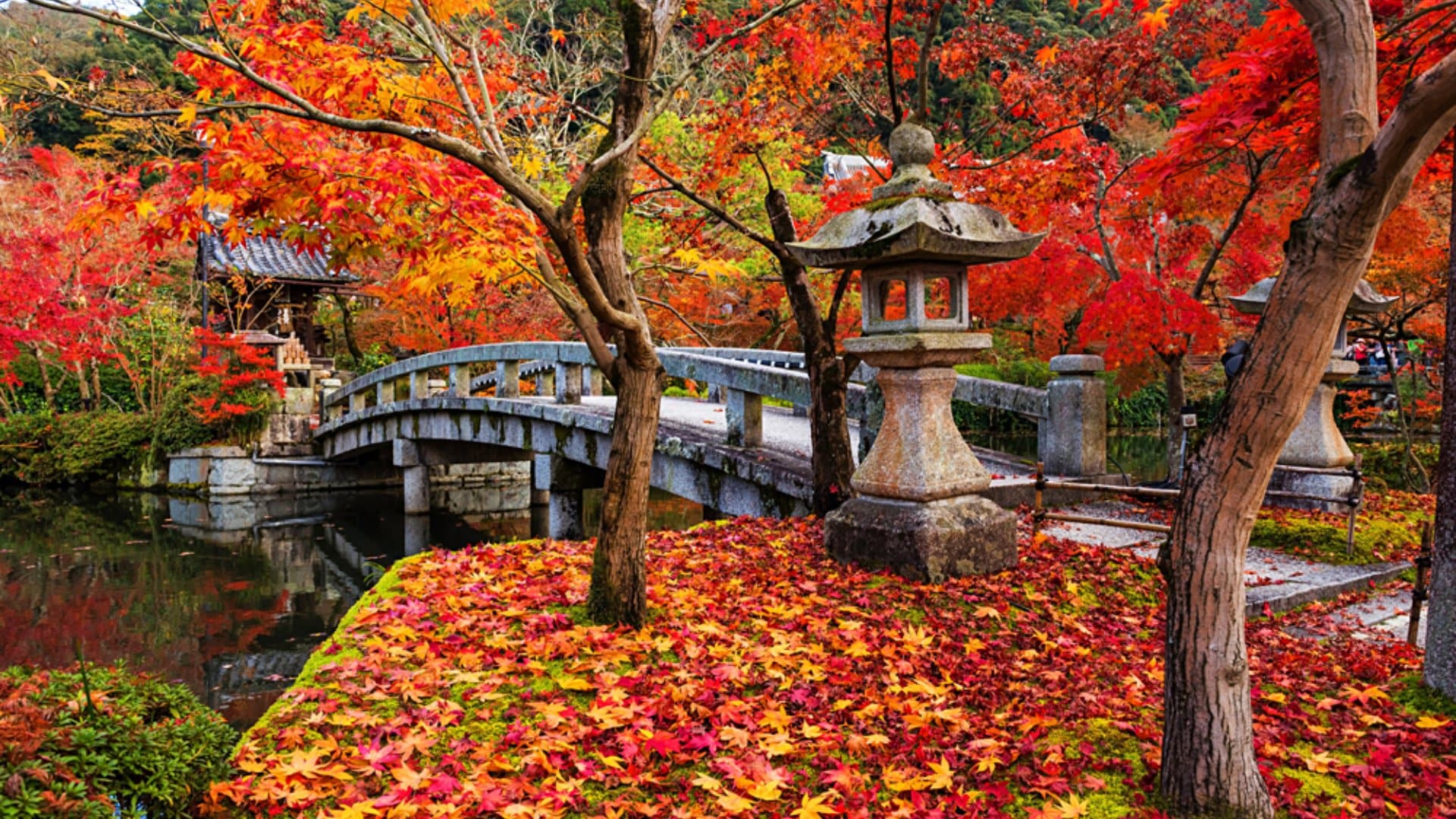 Eikando shrine and bridge with peak autumn foliage, Kyoto, Japan