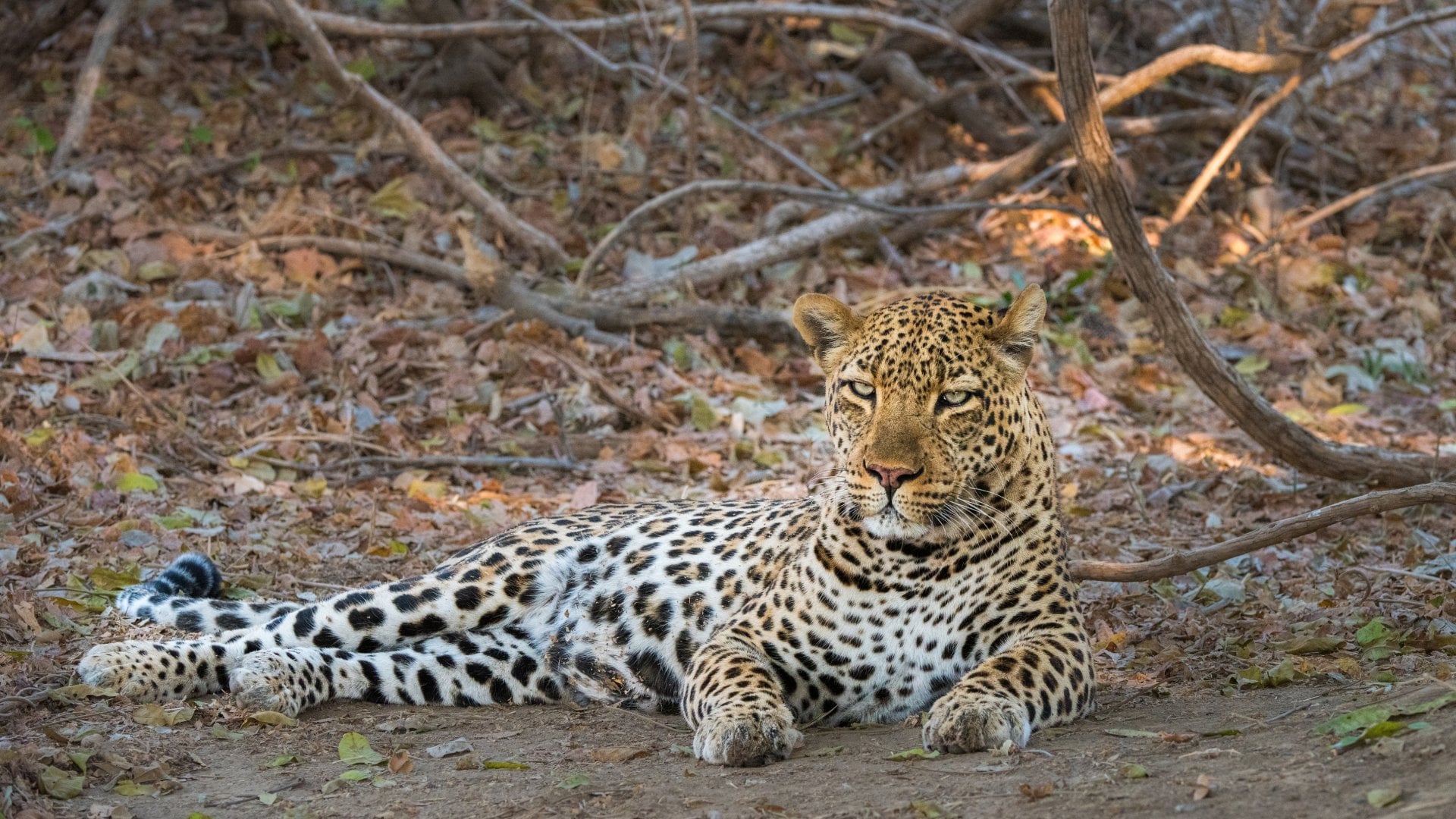 Elusive leopard sighting
