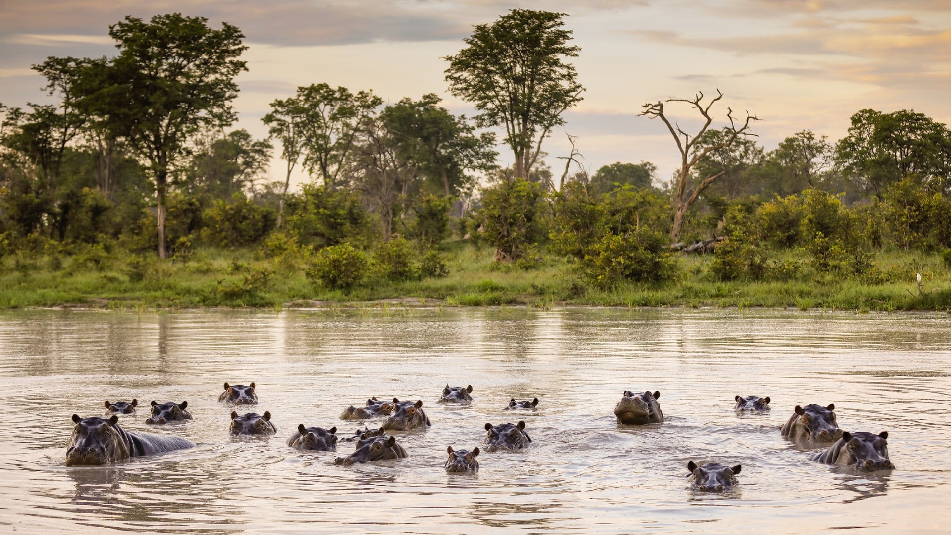 Family of hippopotamus in Africa.