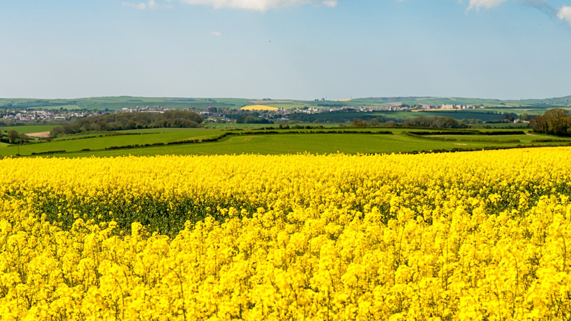Fields of yellow oilseed rape flowers near Dorchester on the rolling hills of England's Dorset Downs, England, UK