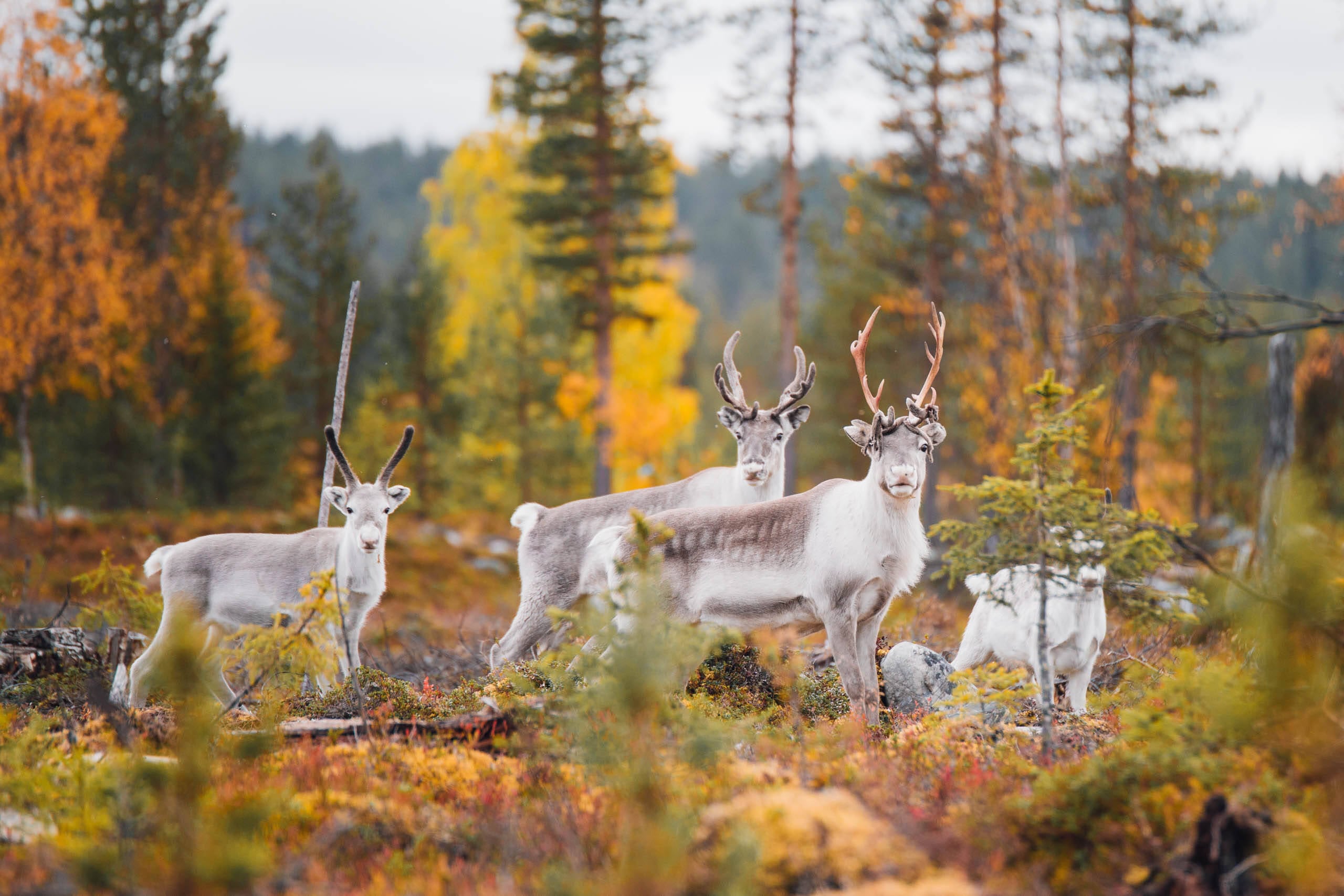 A herd of four white reindeer in a colourful fall forest in Finnish Lapland.