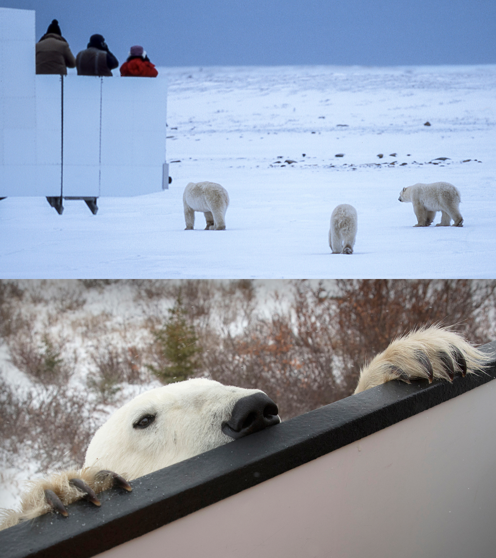 Three polar bears walking on snow beside a tundra buggy viewing deck near Churchill, Manitoba, on Hudson Bay