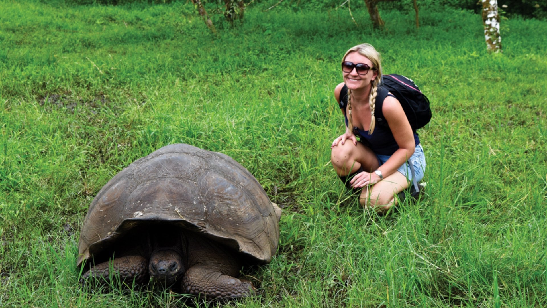 Galapagos Islands Giant Tortoise, Ecuador