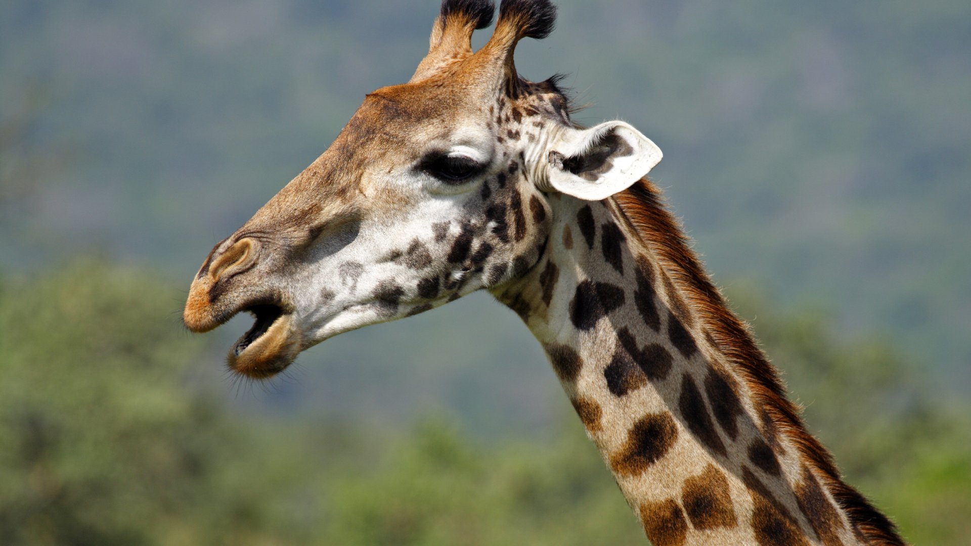 Giraffe close-up, Arusha National Park, Tanzania, East Africa