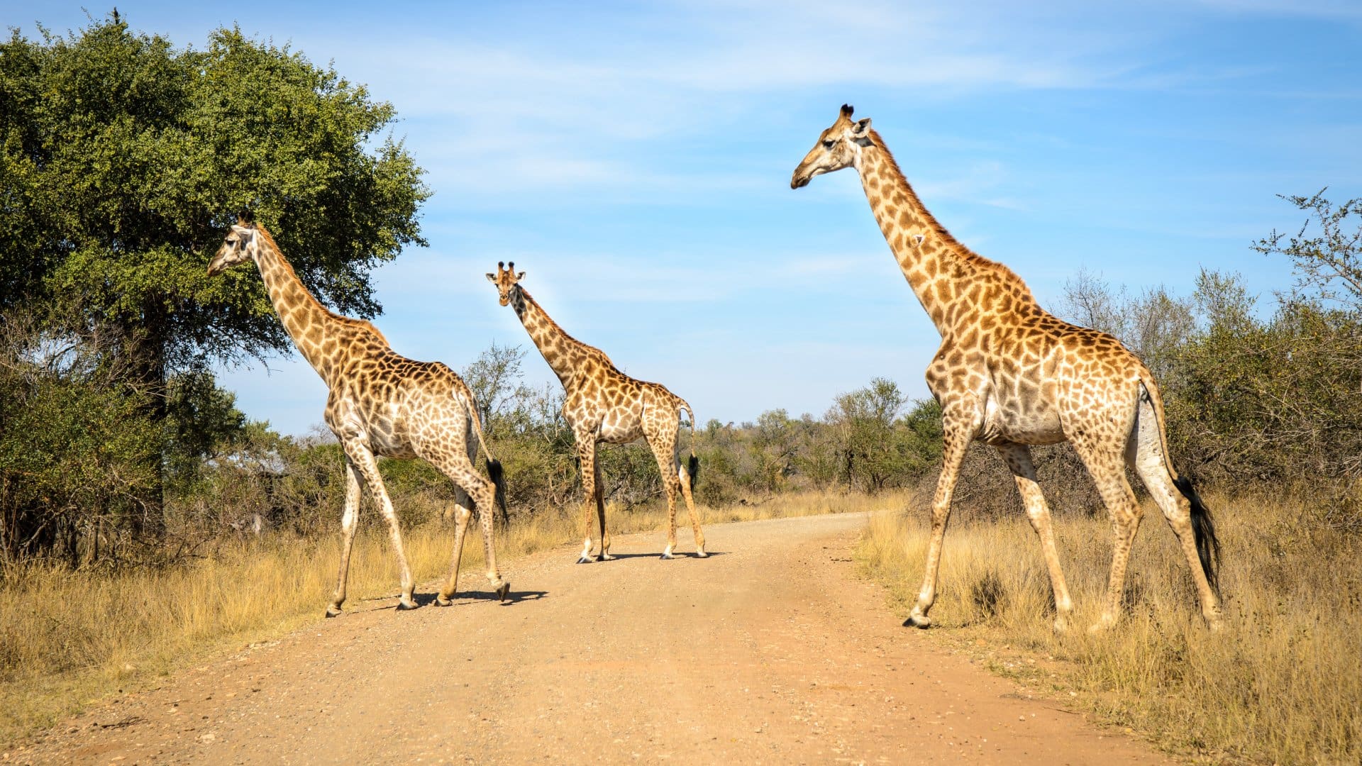 Giraffes, Kruger park. South Africa