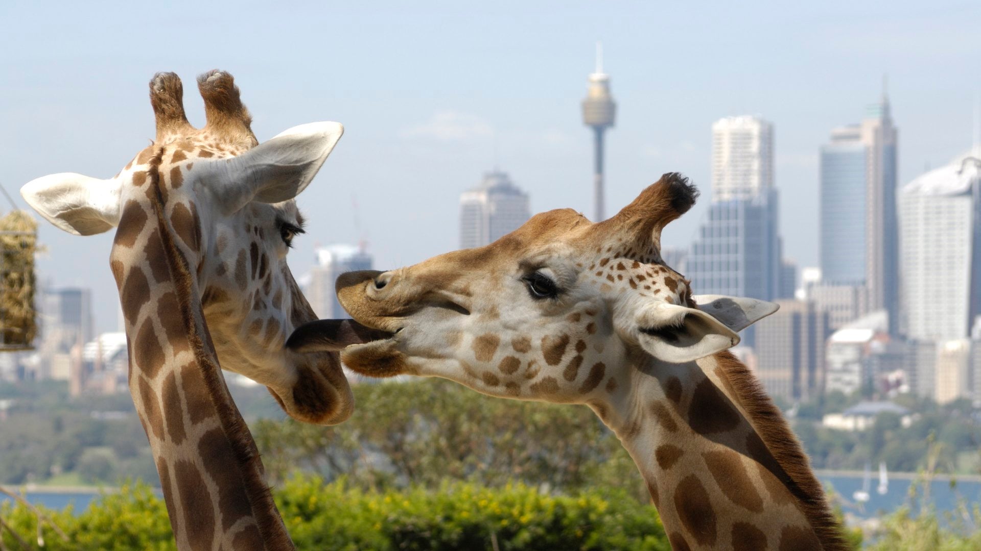 Giraffes at Sydney's Taronga Park Zoo with the city in the background