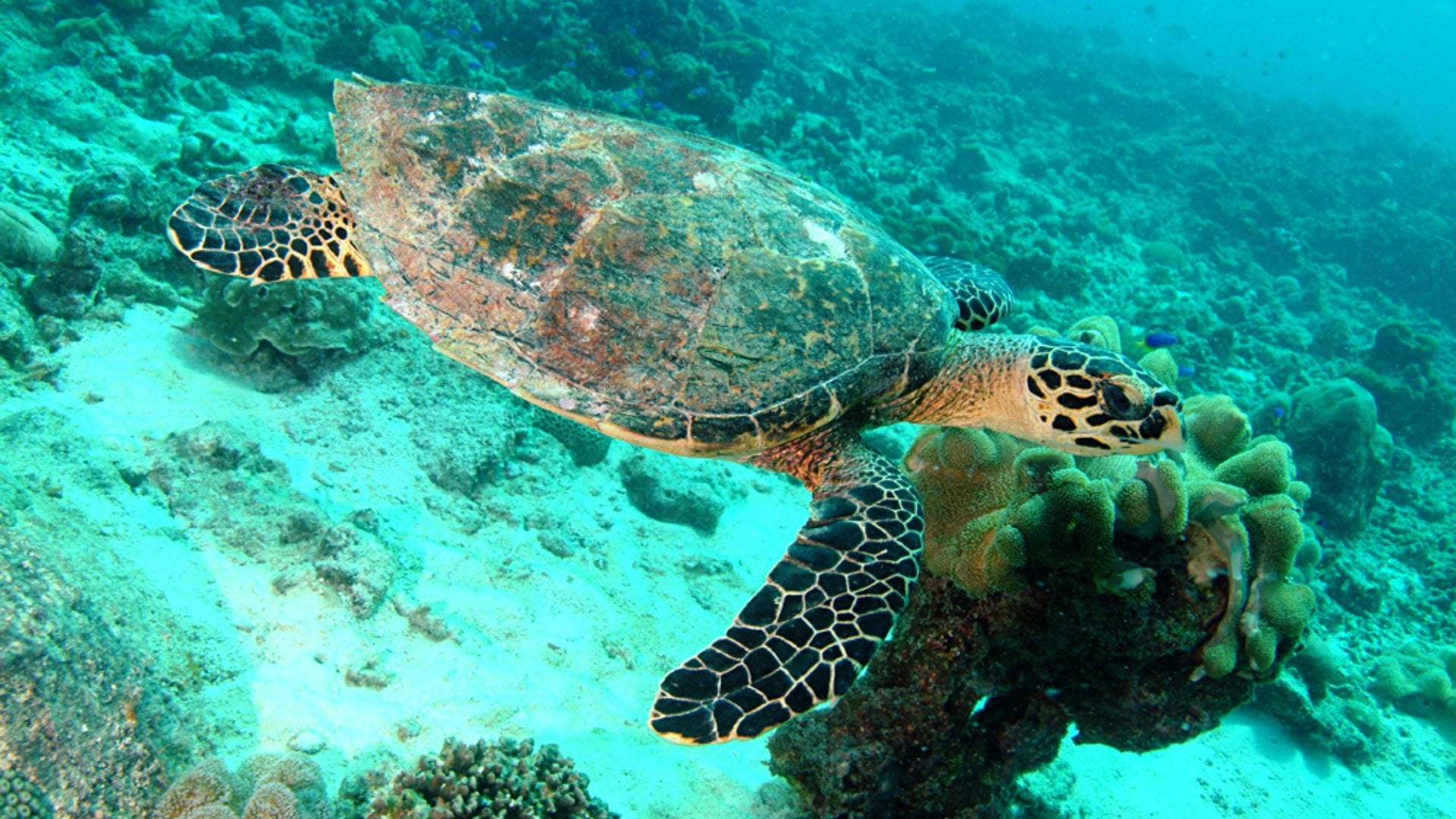 Hawksbill sea turtle, Seychelles