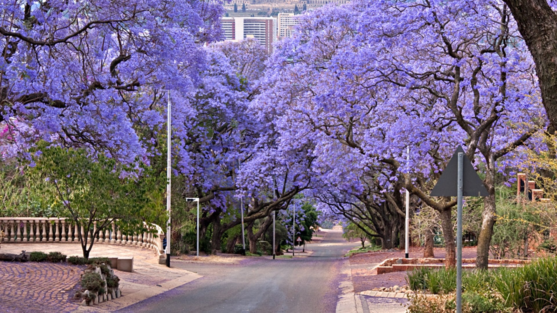 Jacaranda Trees Lining the Street in Pretoria, South Africa