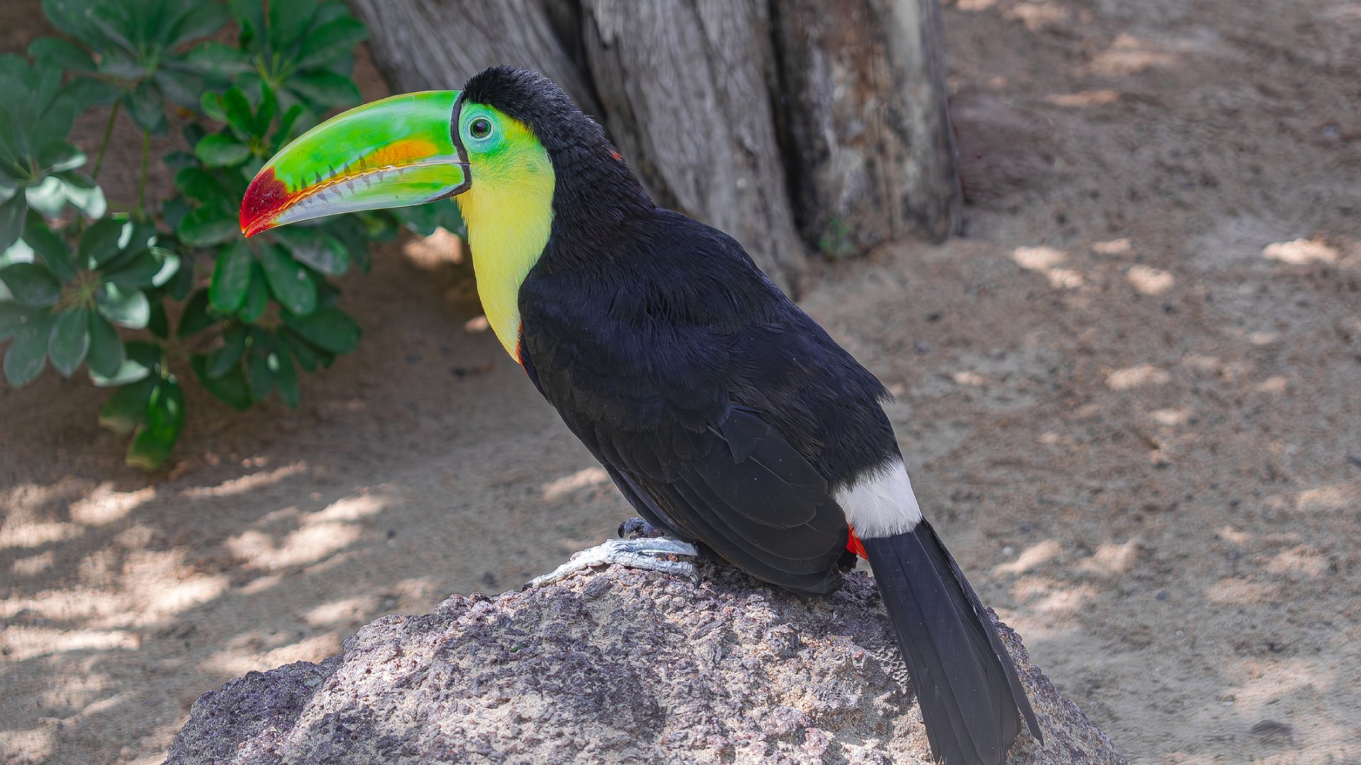 Keel-billed toucan