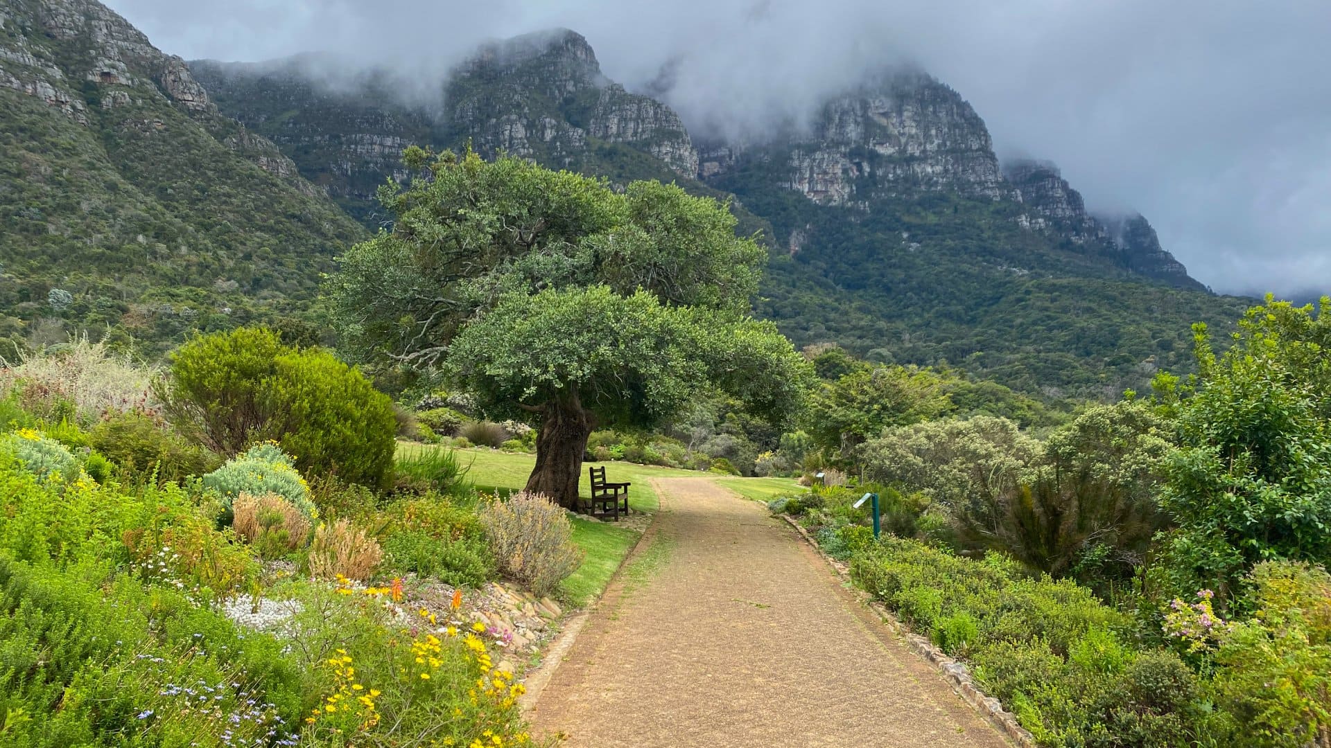 Kirstenbosch Botanical gardens in Cape Town, South Africa.