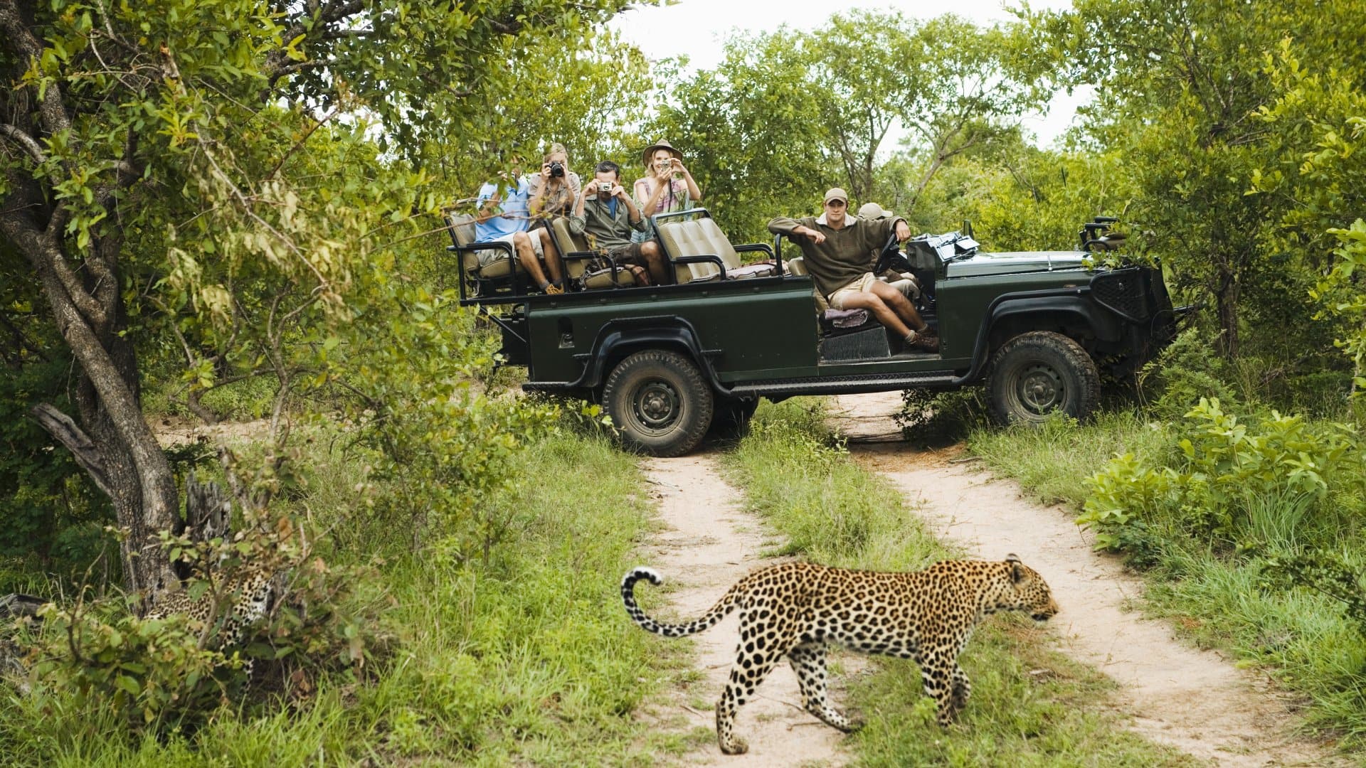 Leopard (Panthera pardus) crossing road with tourists in jeep in background