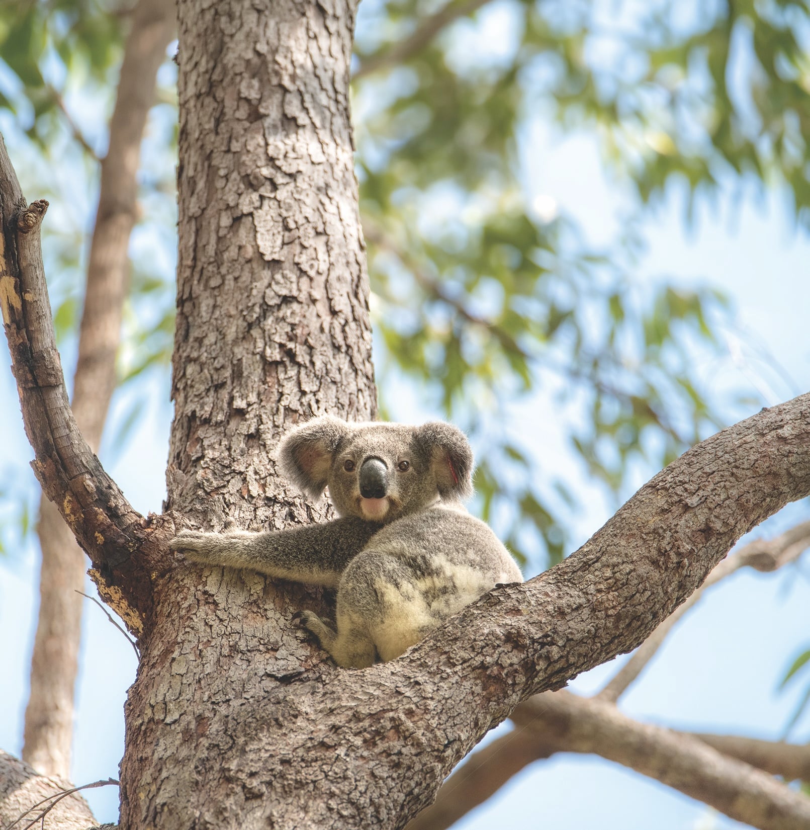 Luke the koala holding on to the trunk of a tree at the Australia Zoo Wildlife Hospital.