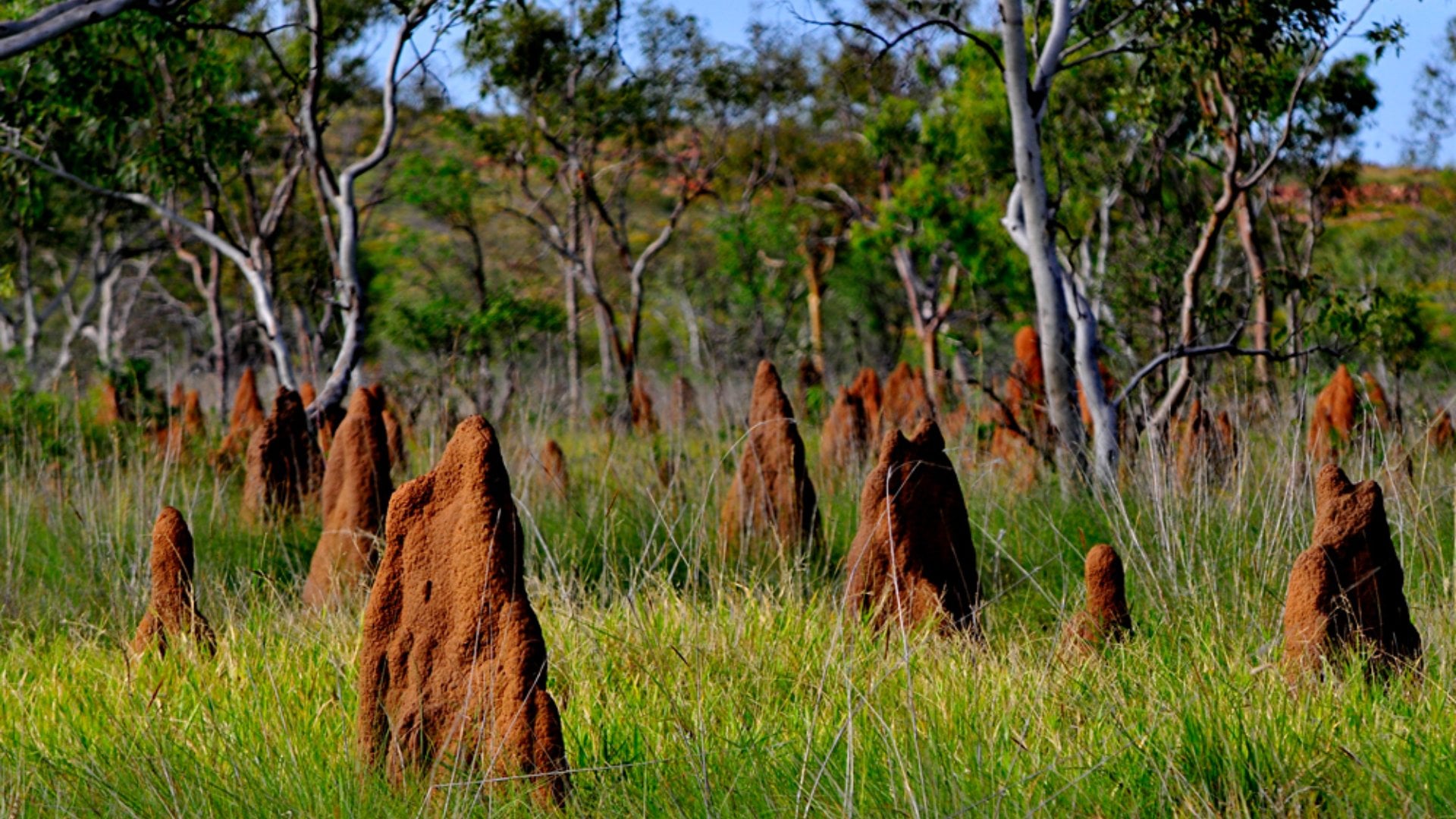 Magnetic Termite Mound in Litchfield National Park, Northern Territory, Australia