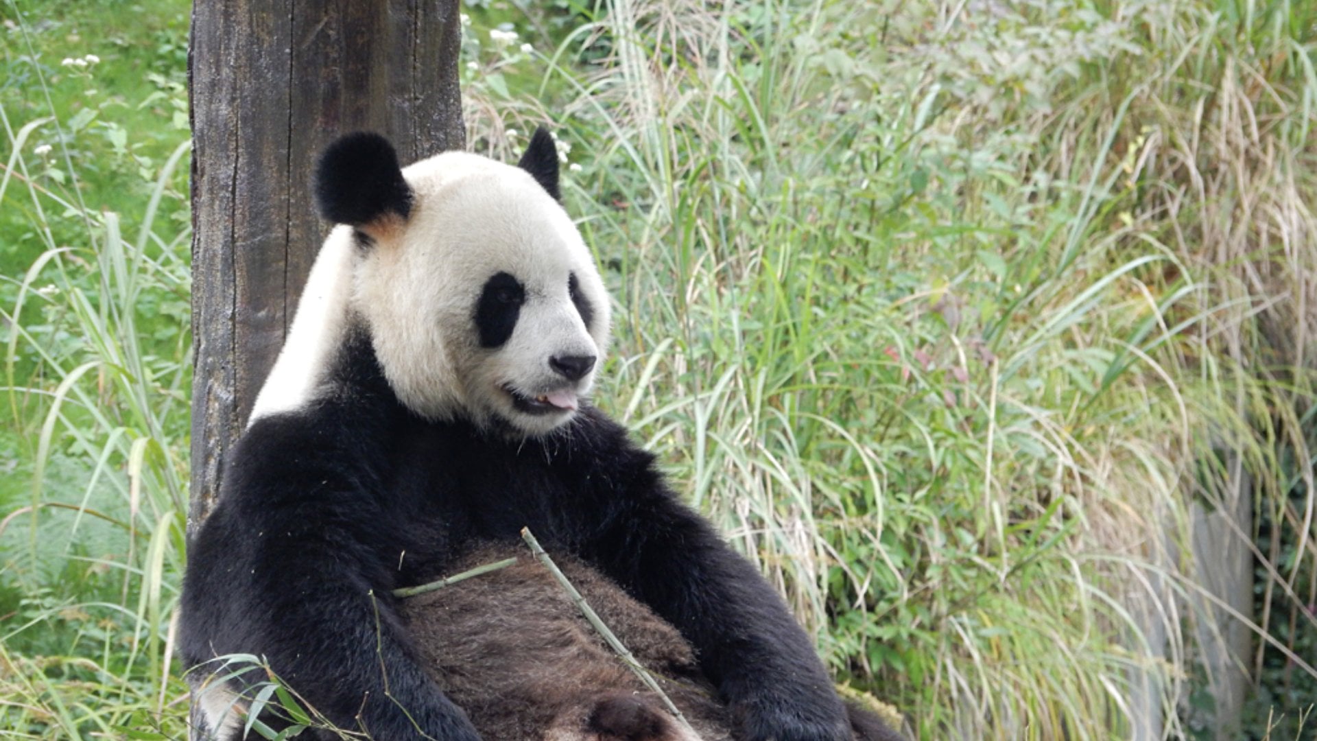 Nicky Cox - Giant Panda at Panda Sanctuary in Chengdu, Sichuan Province, China