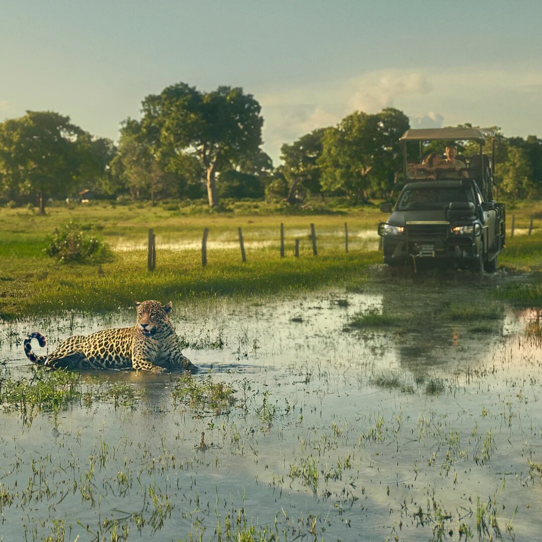 A safari vehicle overlooking a lounging leopard in the Panatal, Brazil.