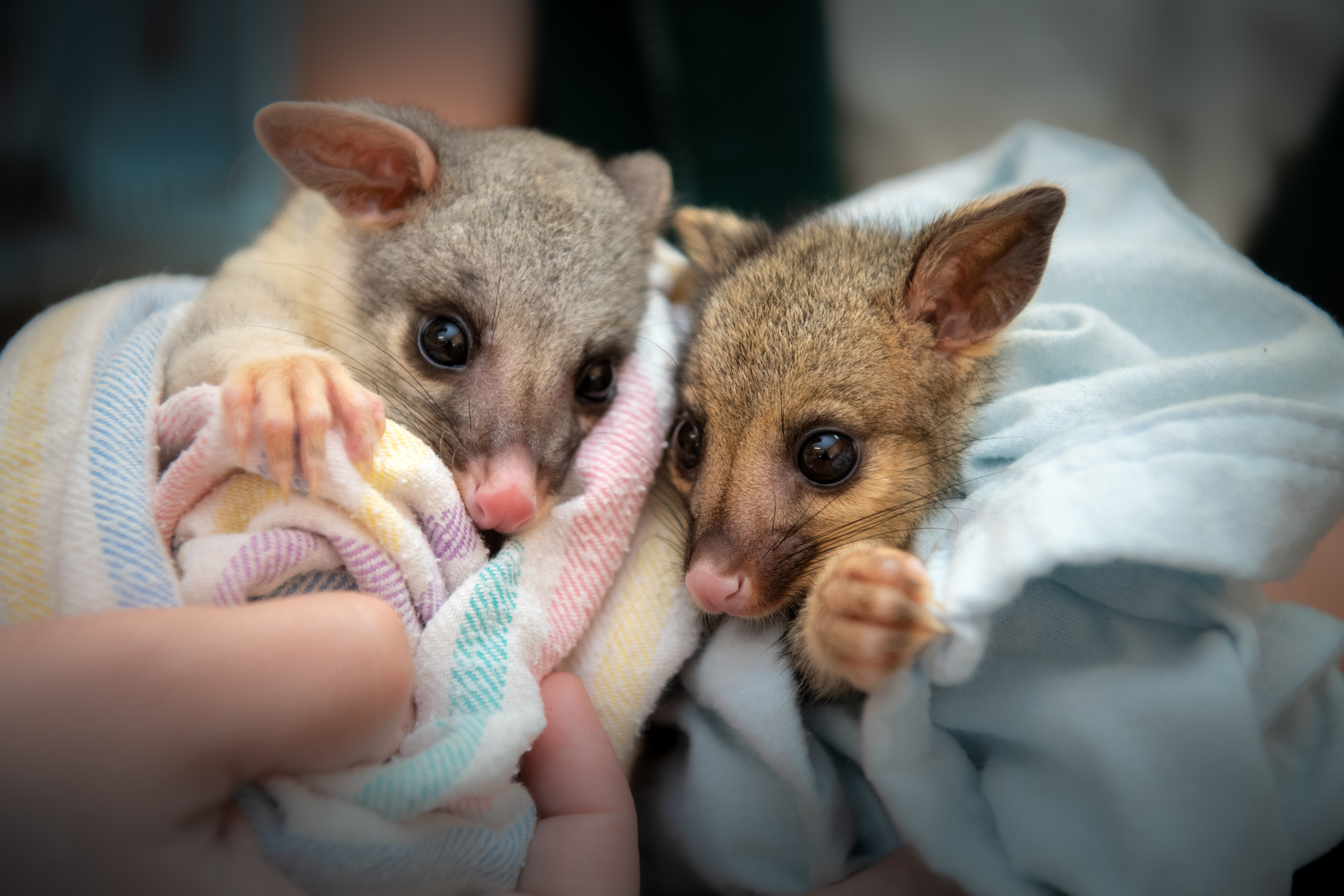 Two possums patients wrapped in blankets.