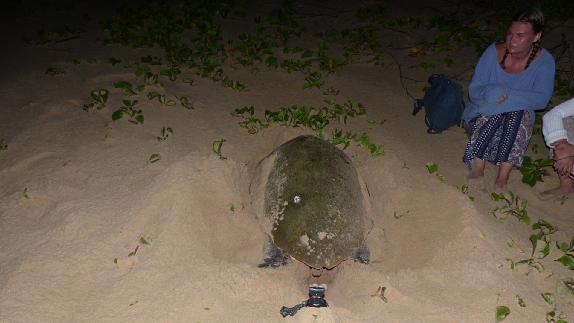 Raewyn Reid - Loggerhead Turtle Laying Her Eggs, Isimangaliso Wetland Park, South Africa