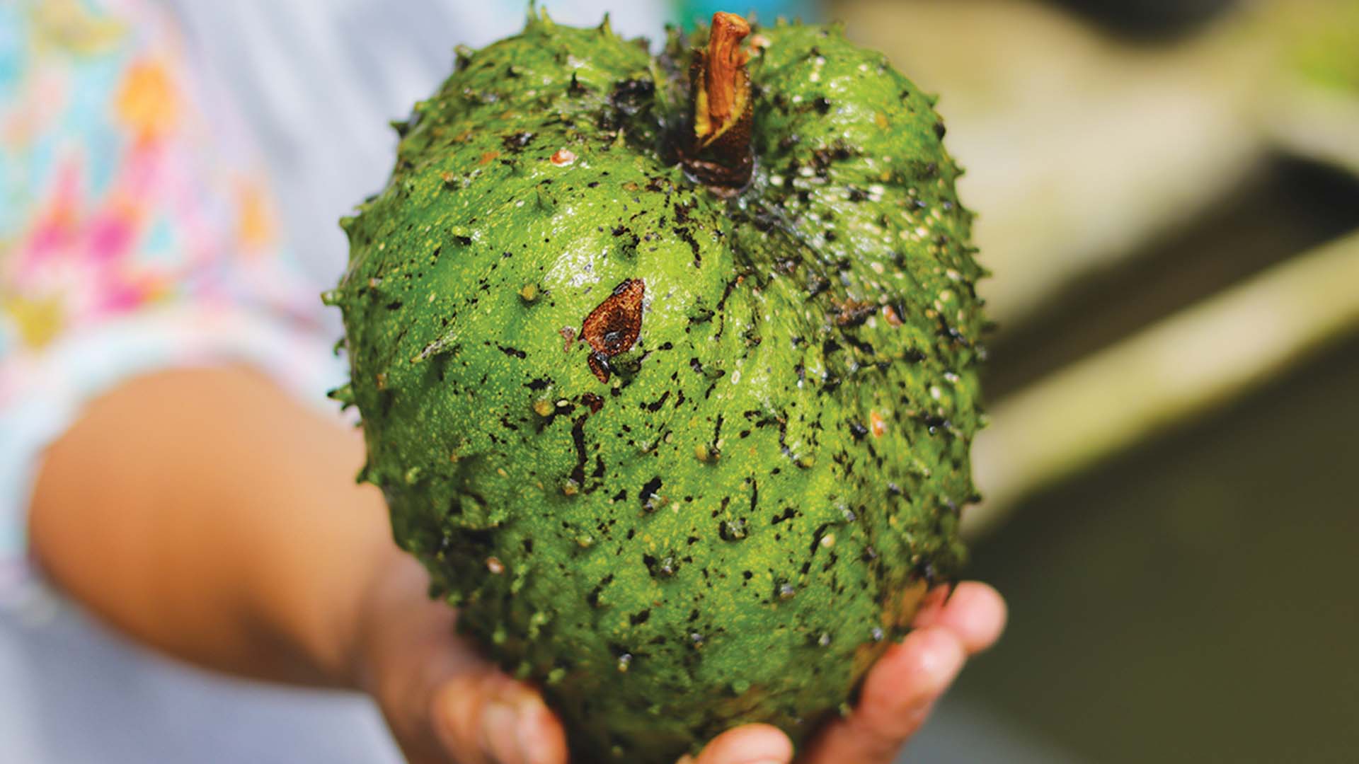 A woman's hand holding a raw soursop fruit in Hawai'i