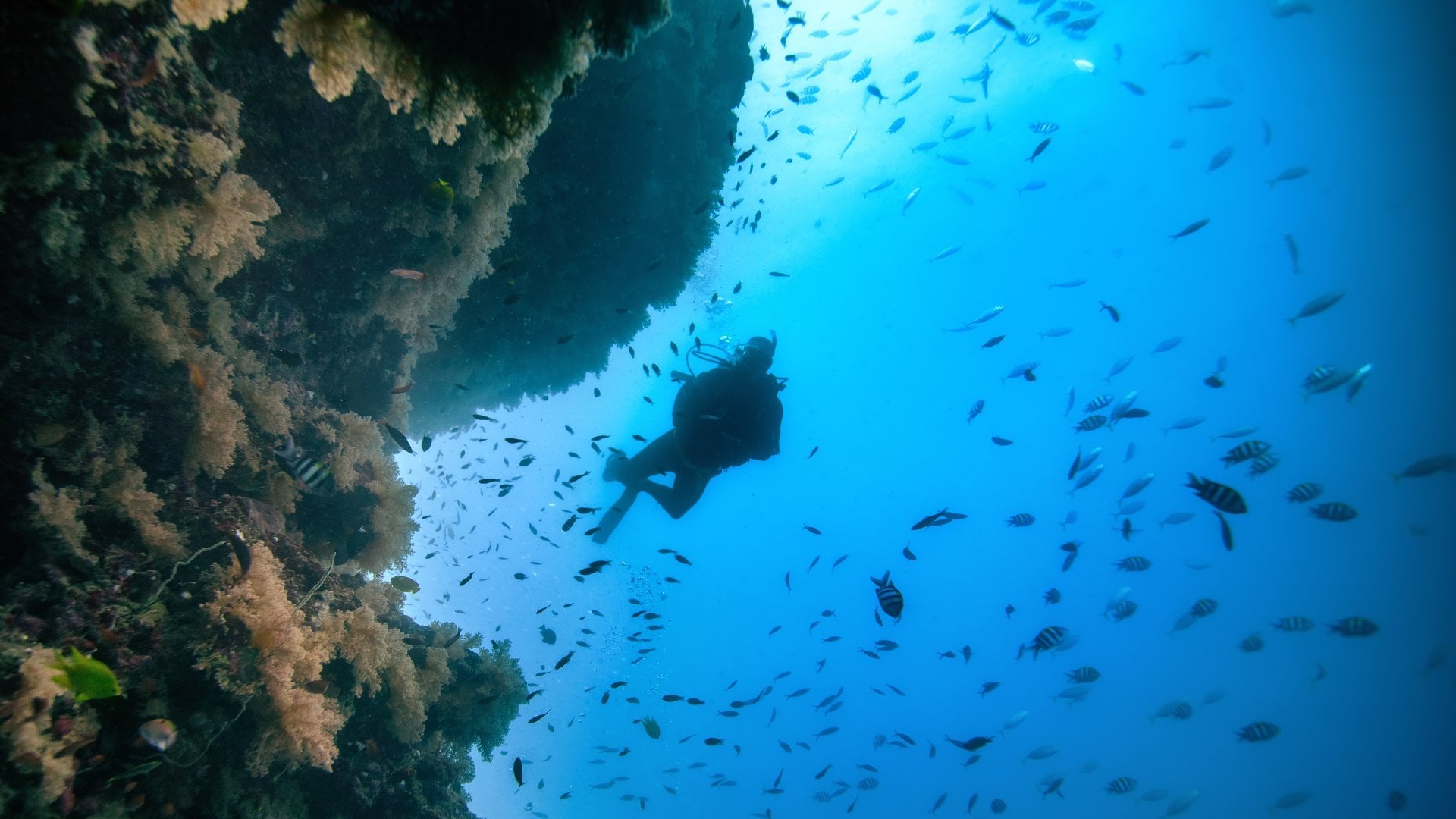 Recreational diver in fiji