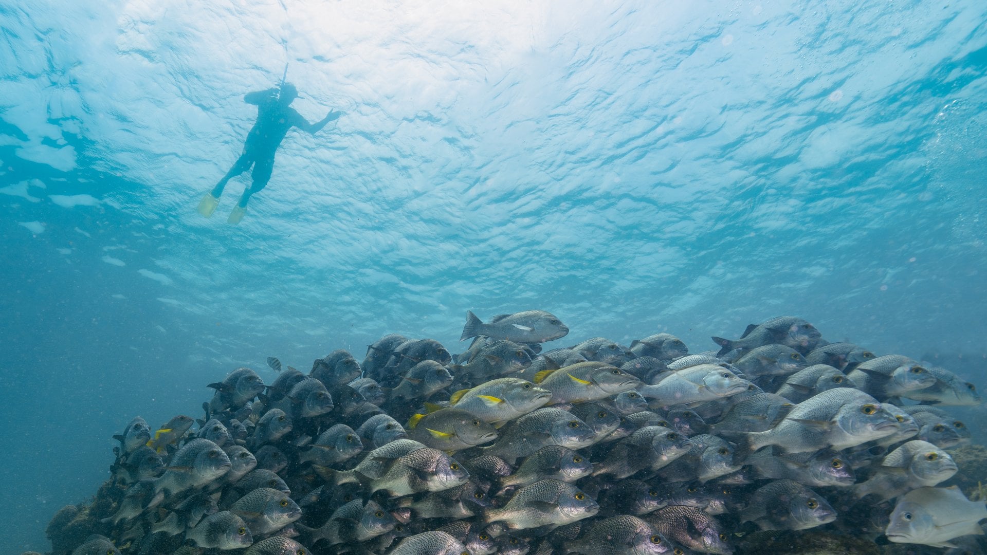 Manatee Reef Snorkeler observing school of Black Margates