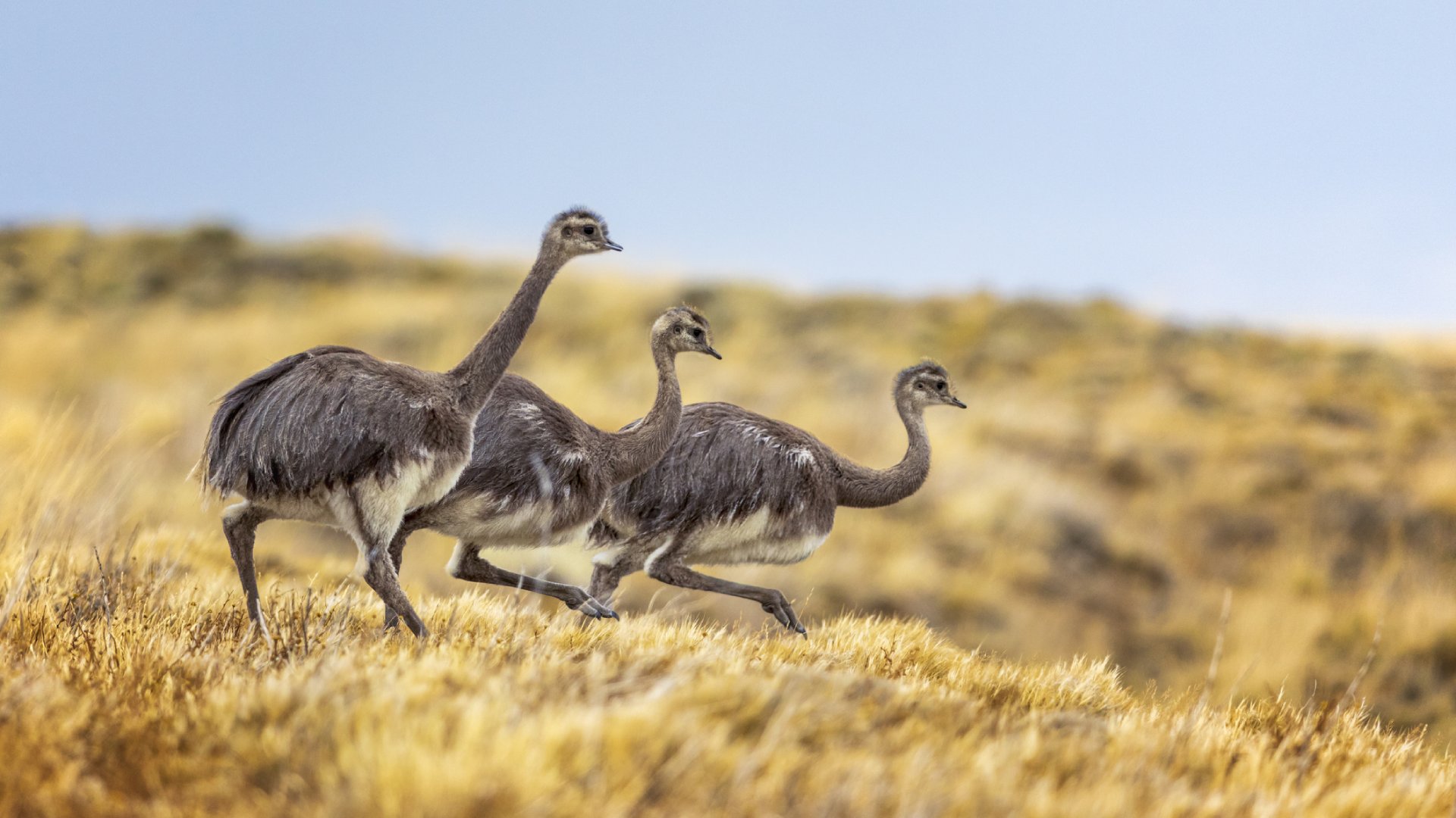 Rhea in Patagonia.