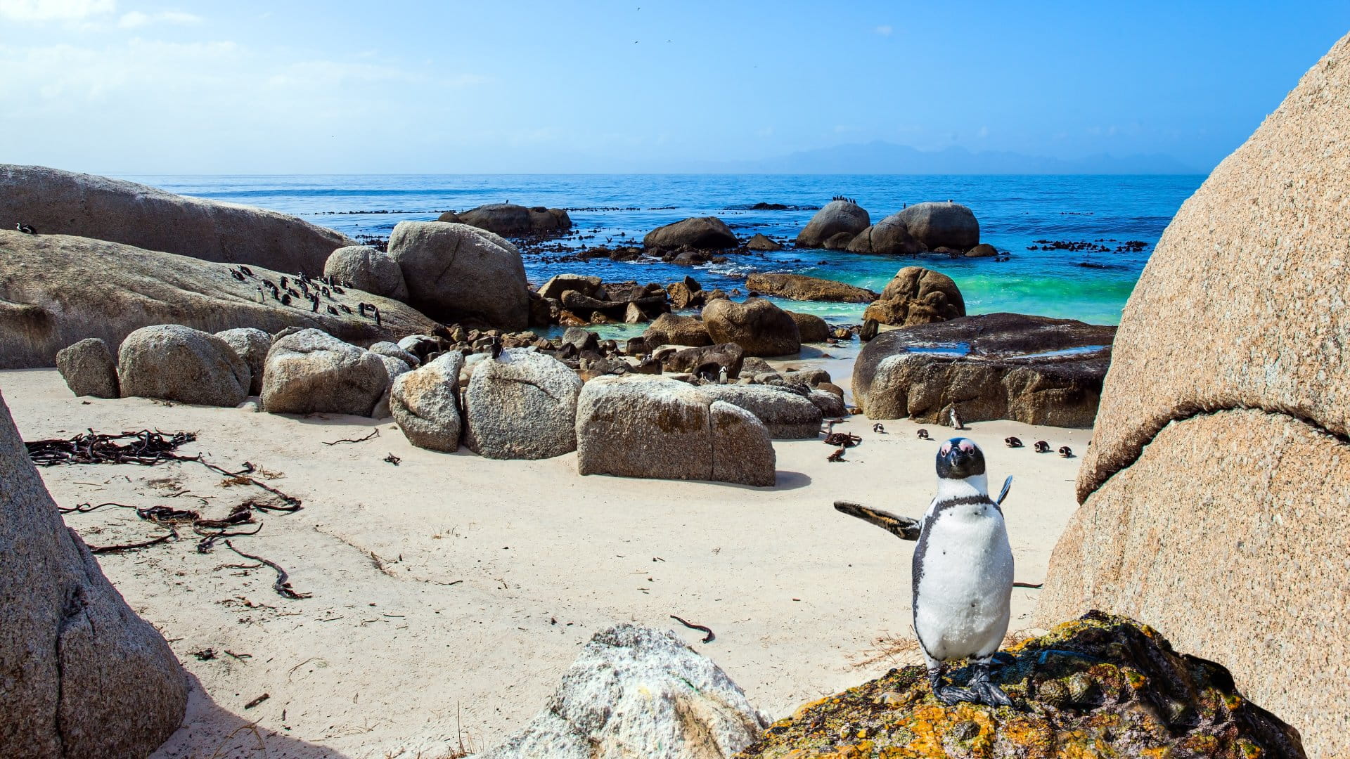 Scenic Penguin Conservation Area