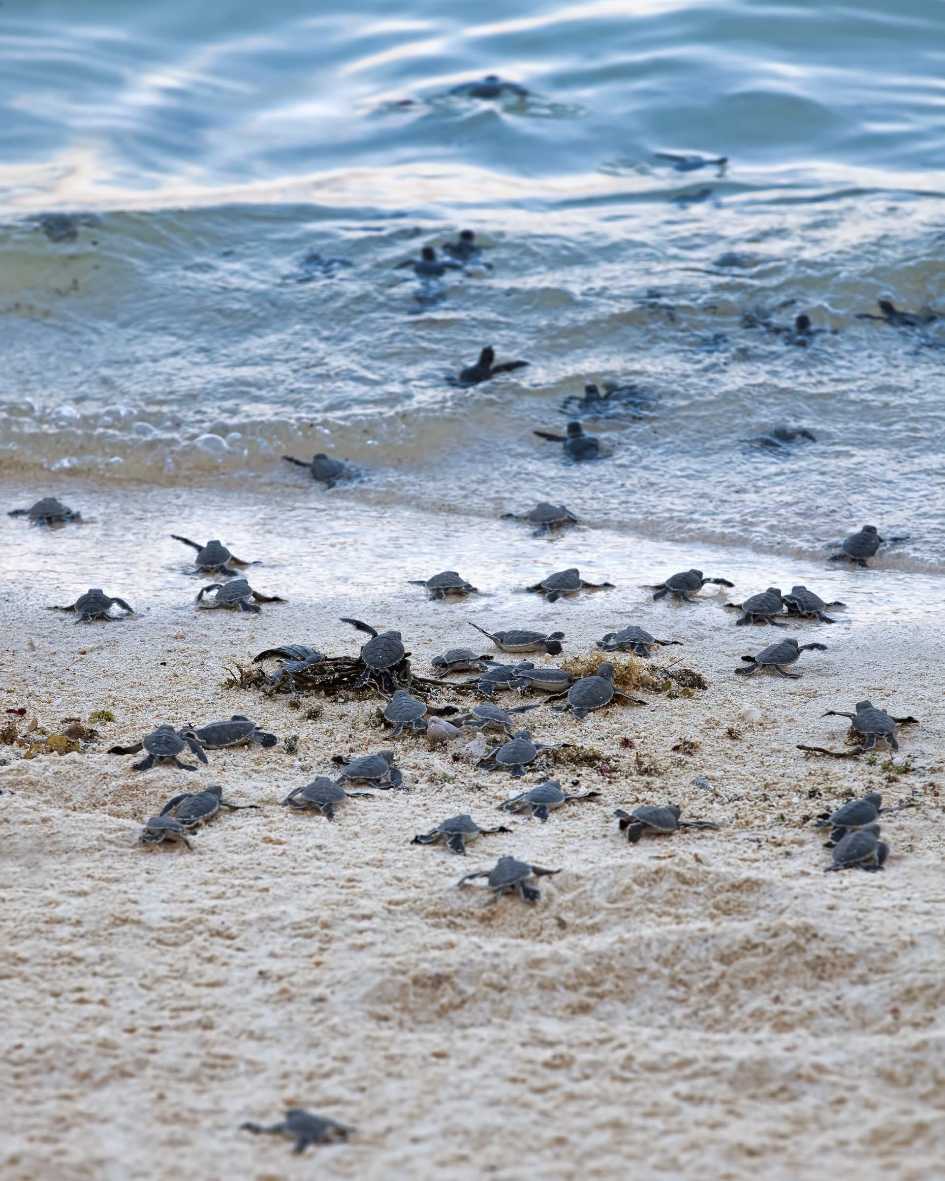 Sea turtles taking their first steps down the beach and into the ocean