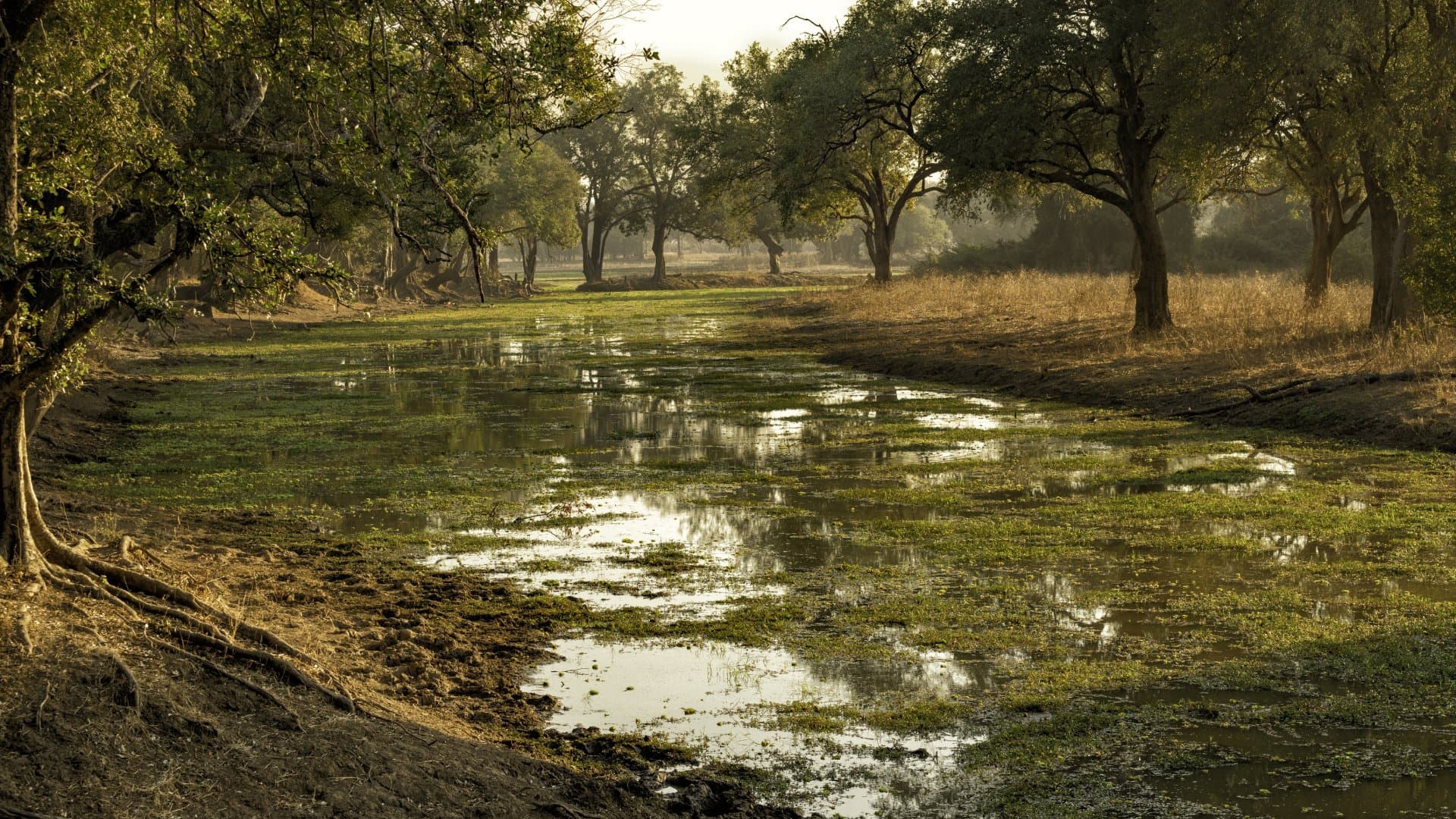Small pond in South Luangwa National Park in Zambia
