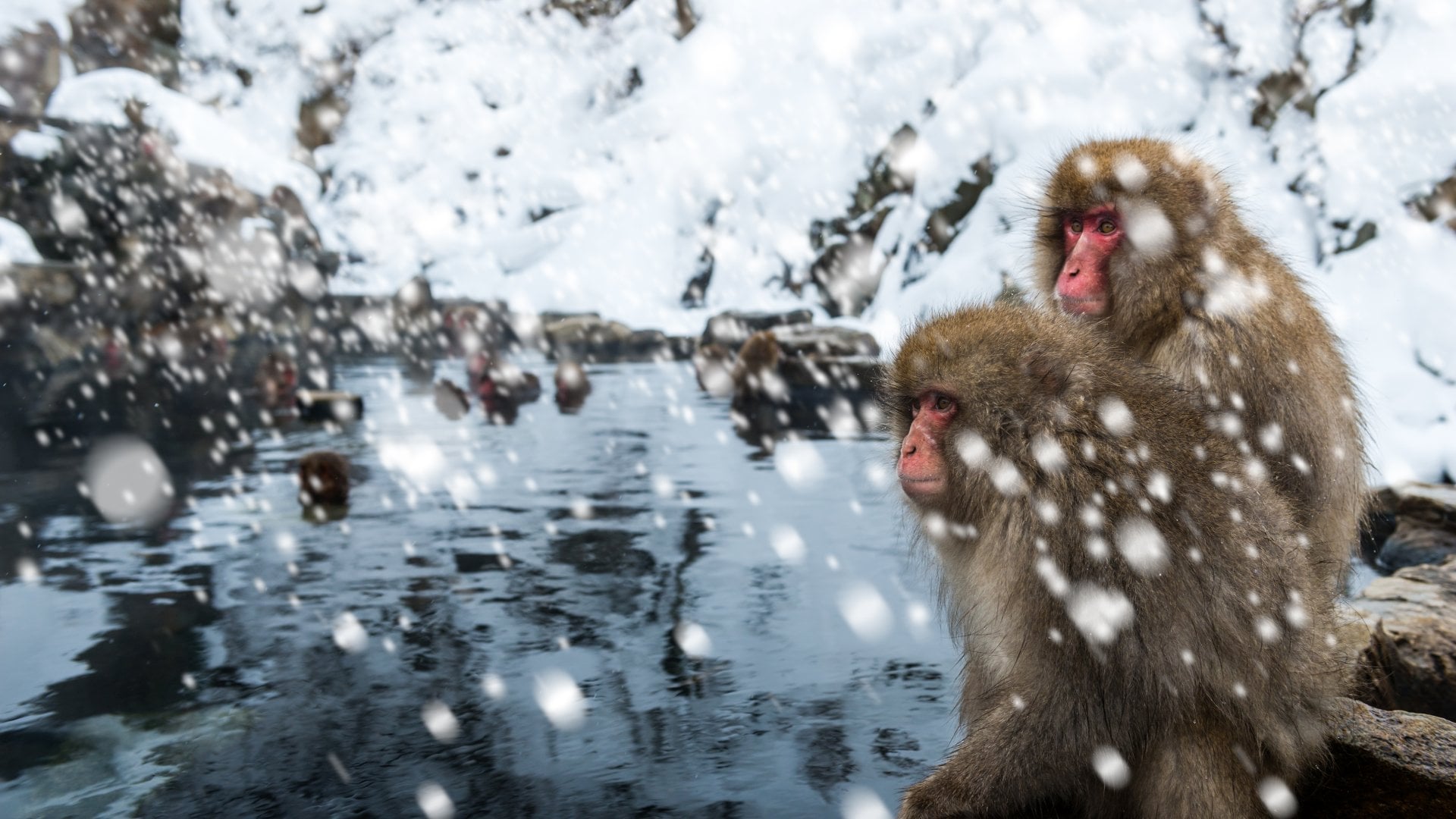 Snow monkeys in a blizzard at Jigokudani Monkey Park in Japan.