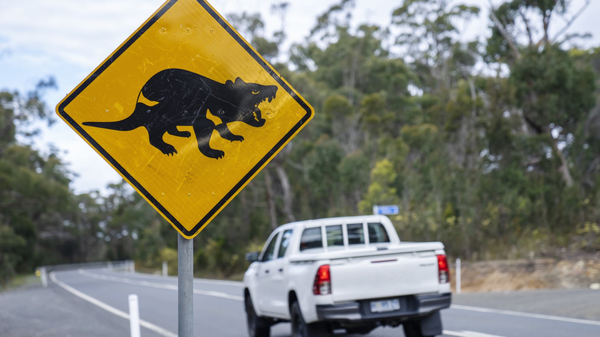 Tasmanian Devil Ahead Road Sign