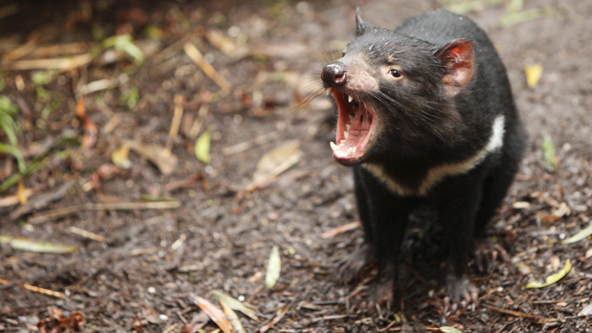 Tasmanian Devil