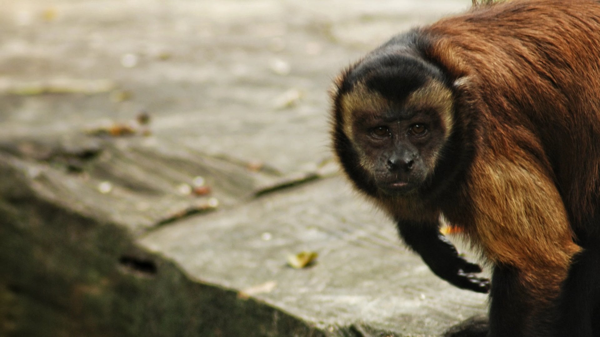 The tufted capuchin (Sapajus apella), also known as brown capuchin, black-capped capuchin, or pin monkey is a New World primate from South America.