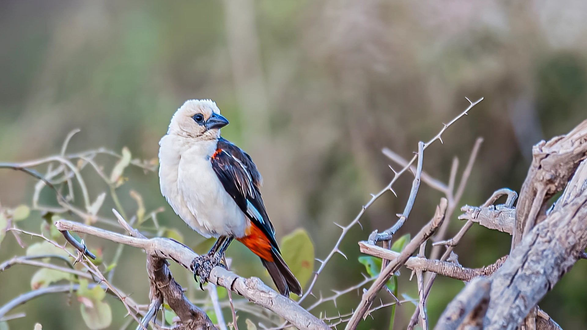 The white-headed buffalo weaver or white-faced buffalo-weaver (Dinemellia dinemelli) is a species of passerine bird in the family Ploceidae native to East Africa
