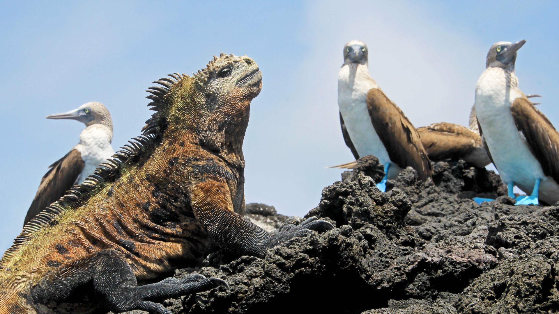 The endemic wildlife of the Galapagos Islands is like nowhere else in the world.