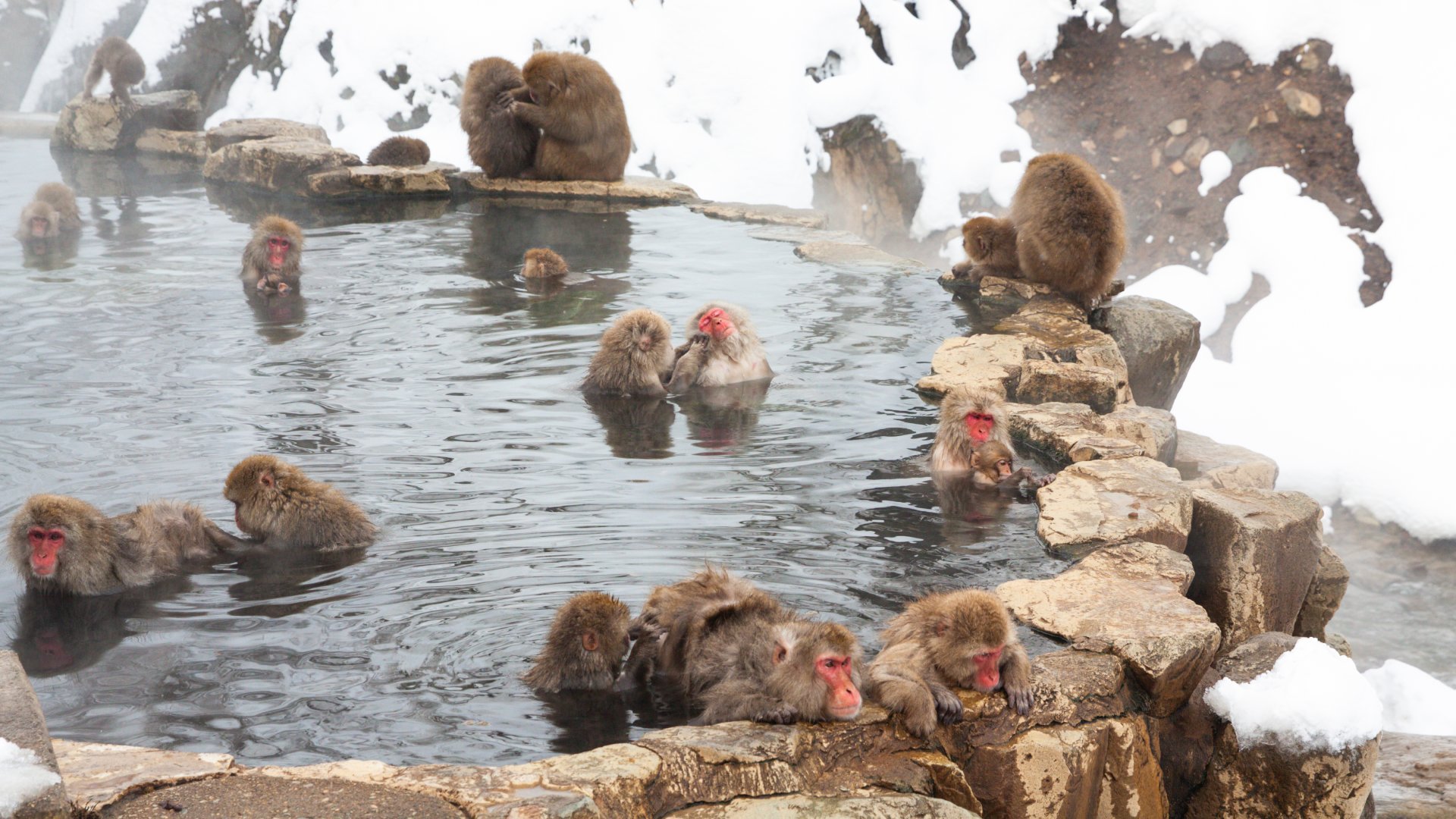The monkeys in the hot spring